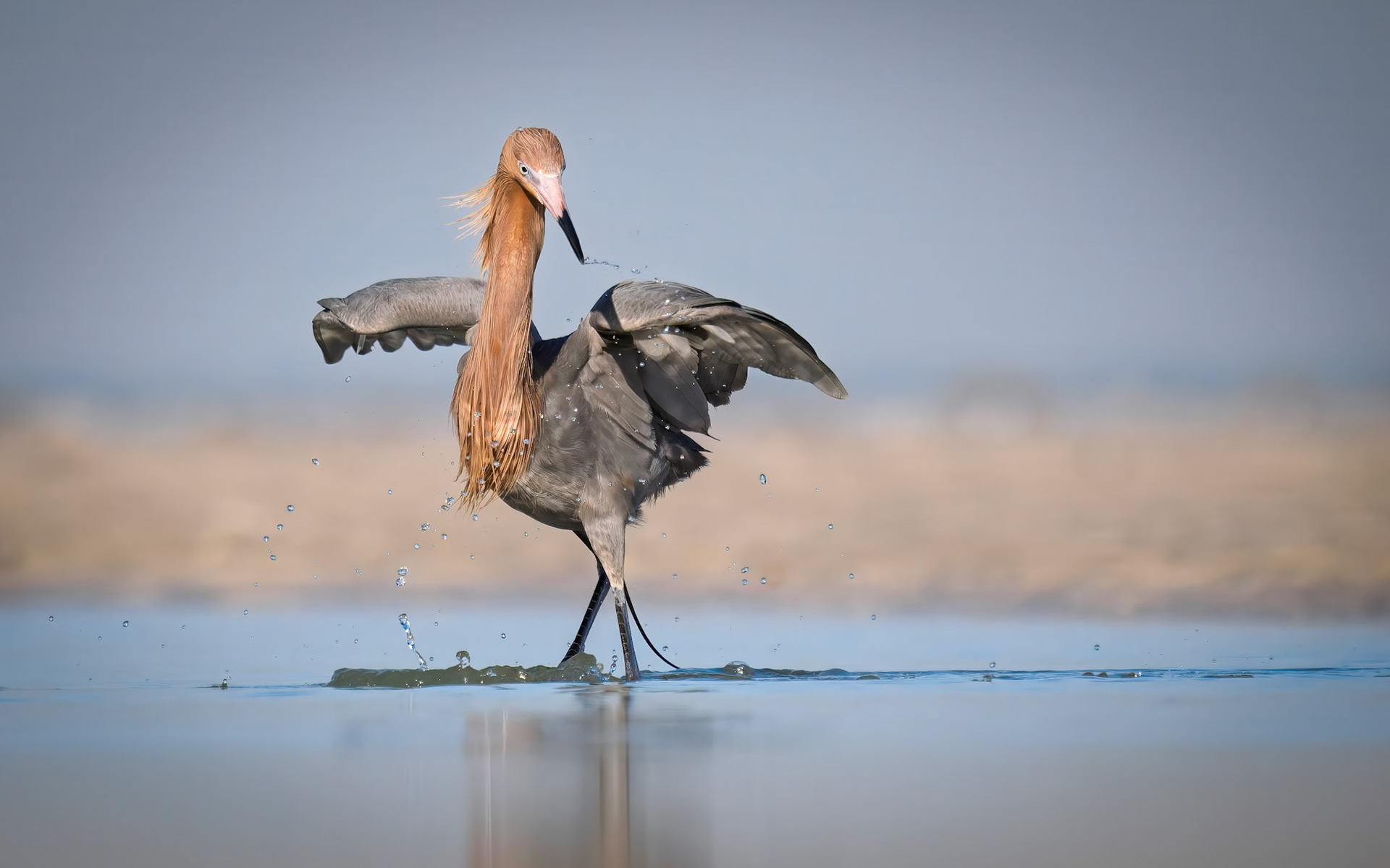 Birds - ReddishDance