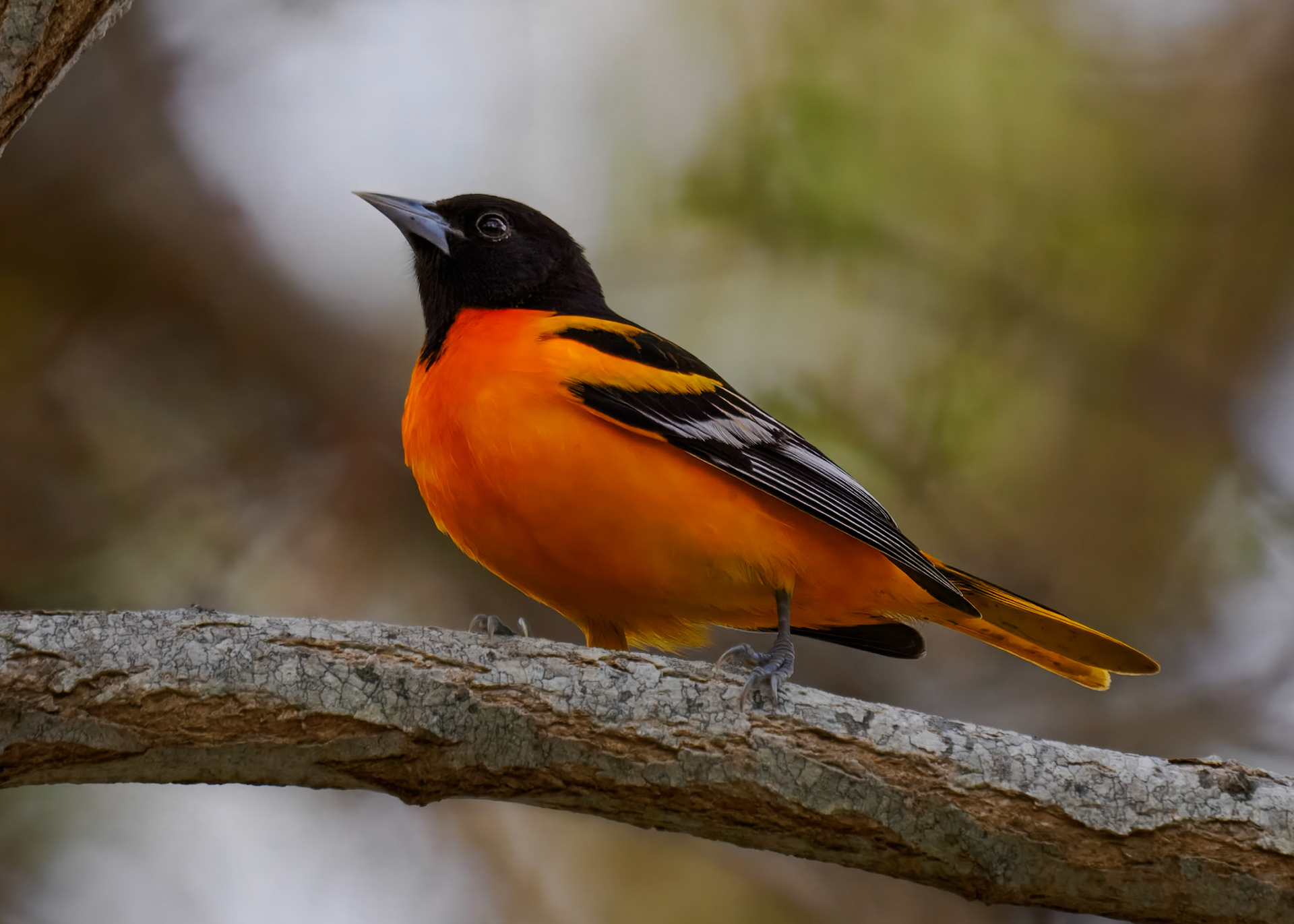 Baltimore Oriole