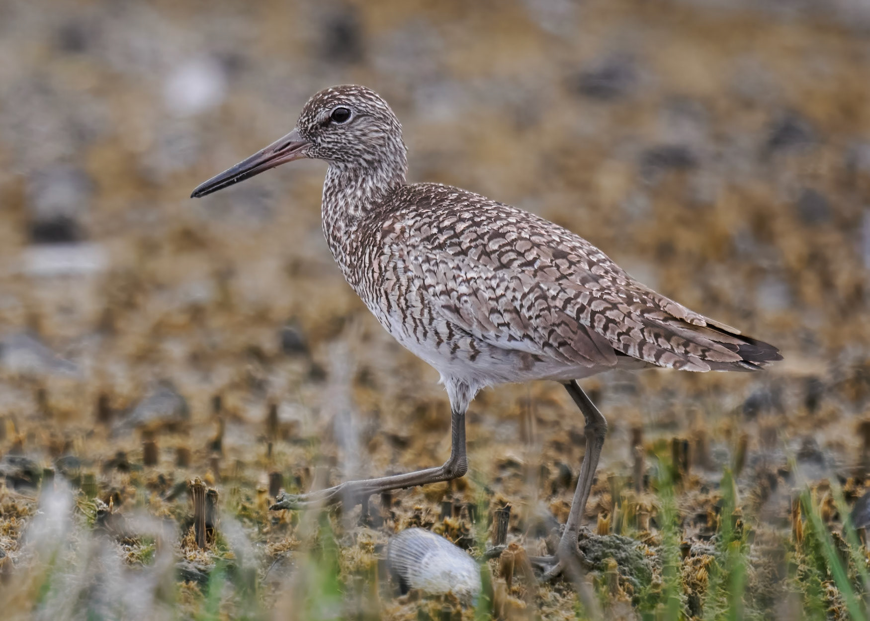Willet