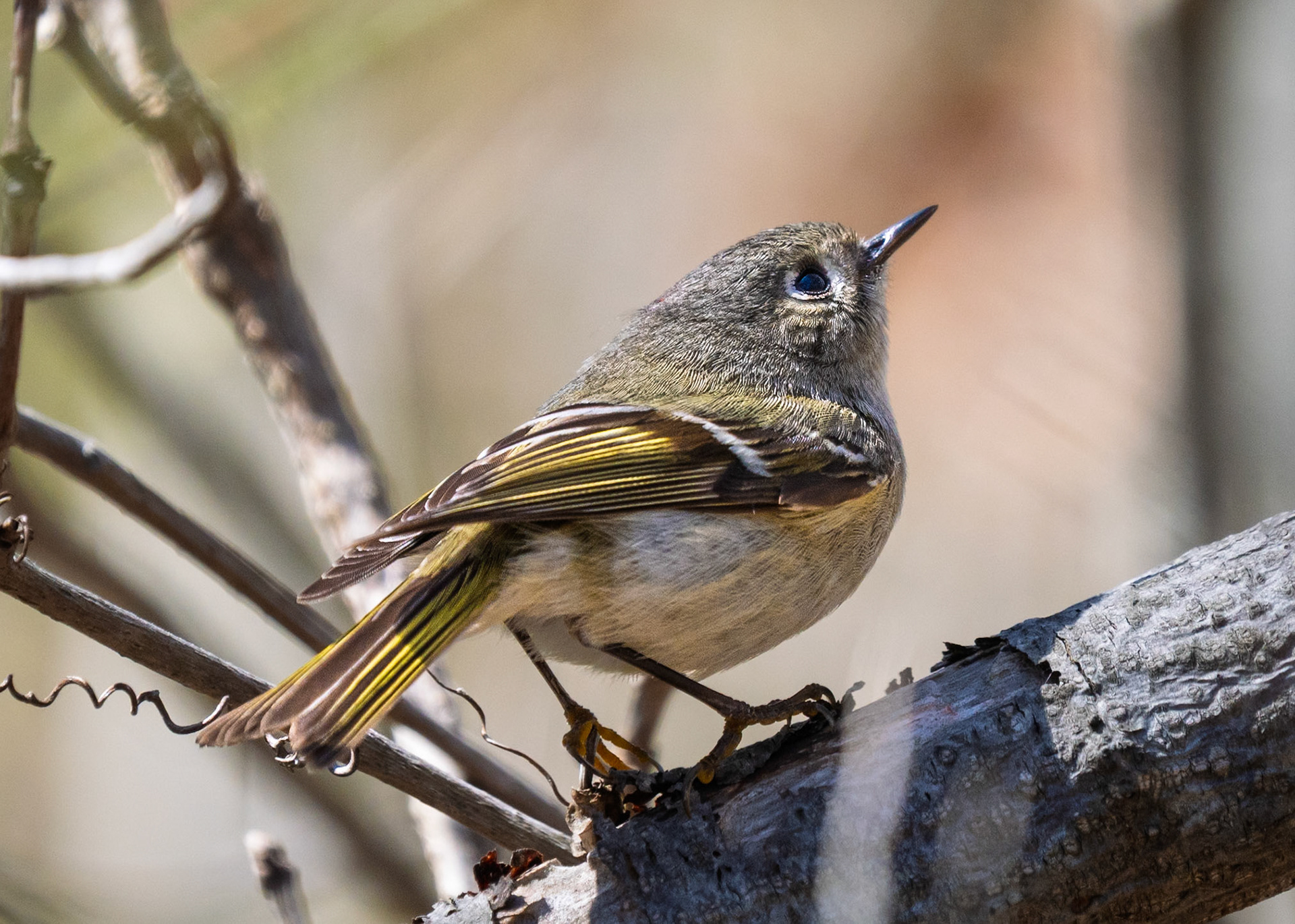 Ruby-crowned Kinglet
