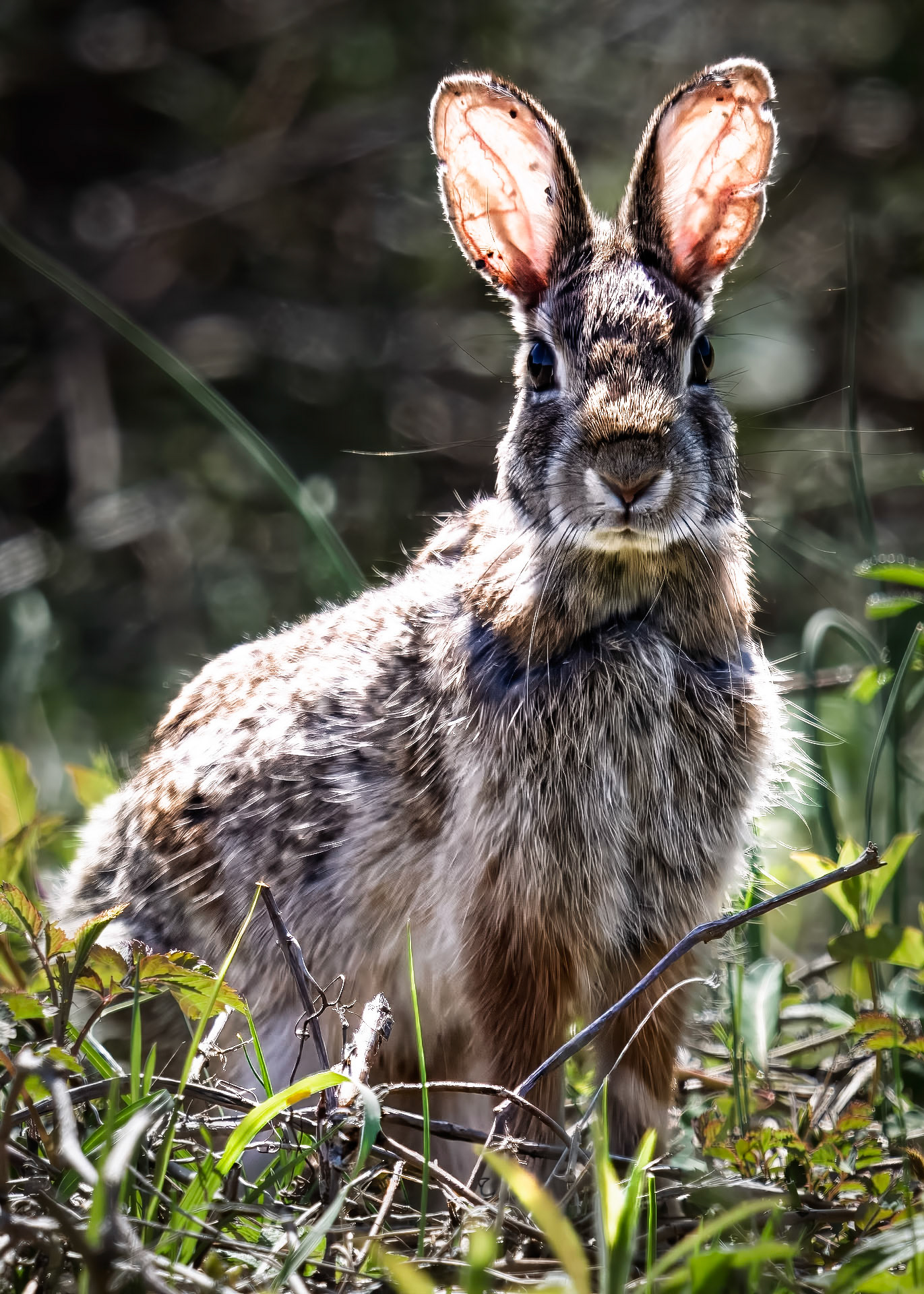 Rabbit