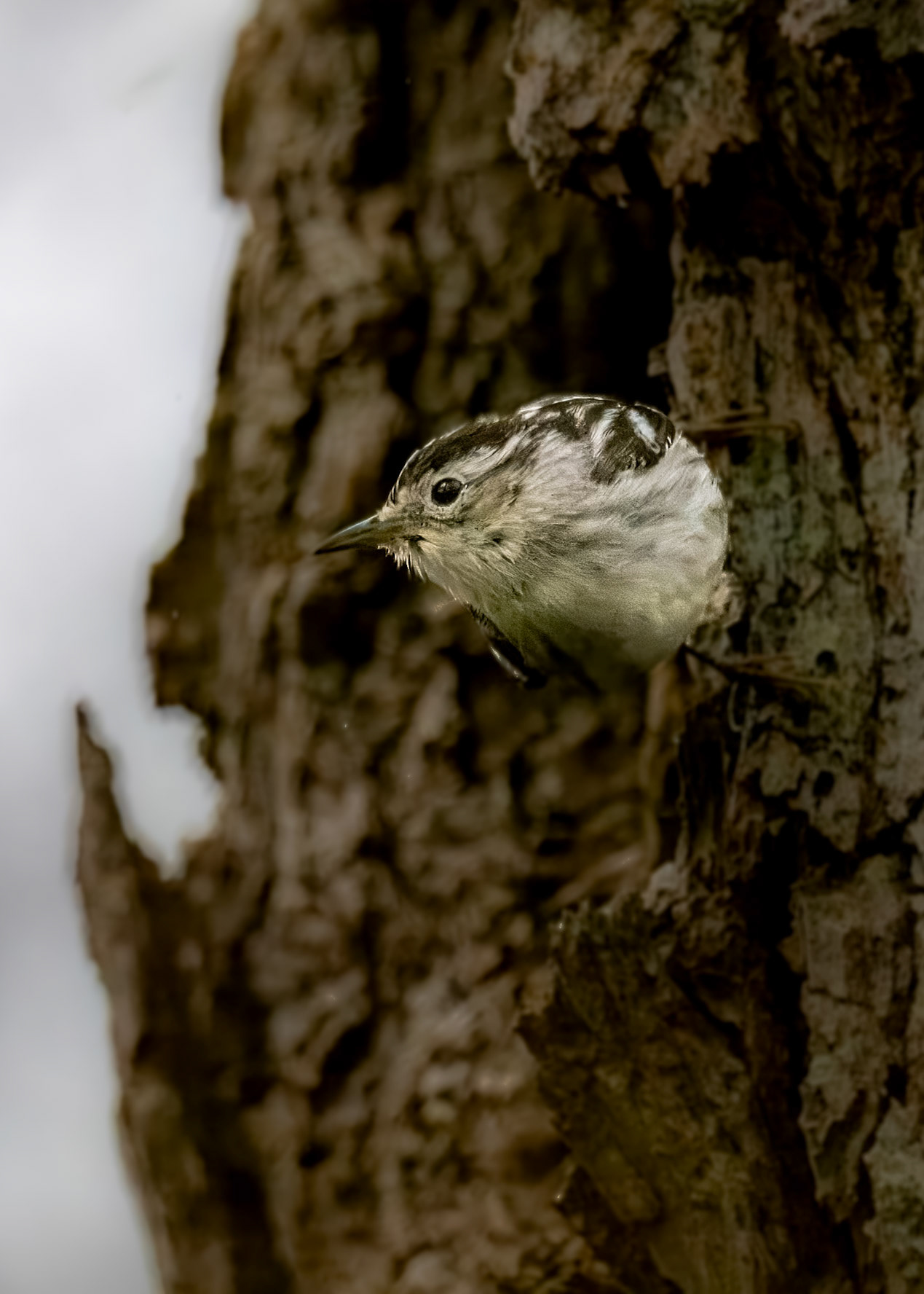Black & White Warbler