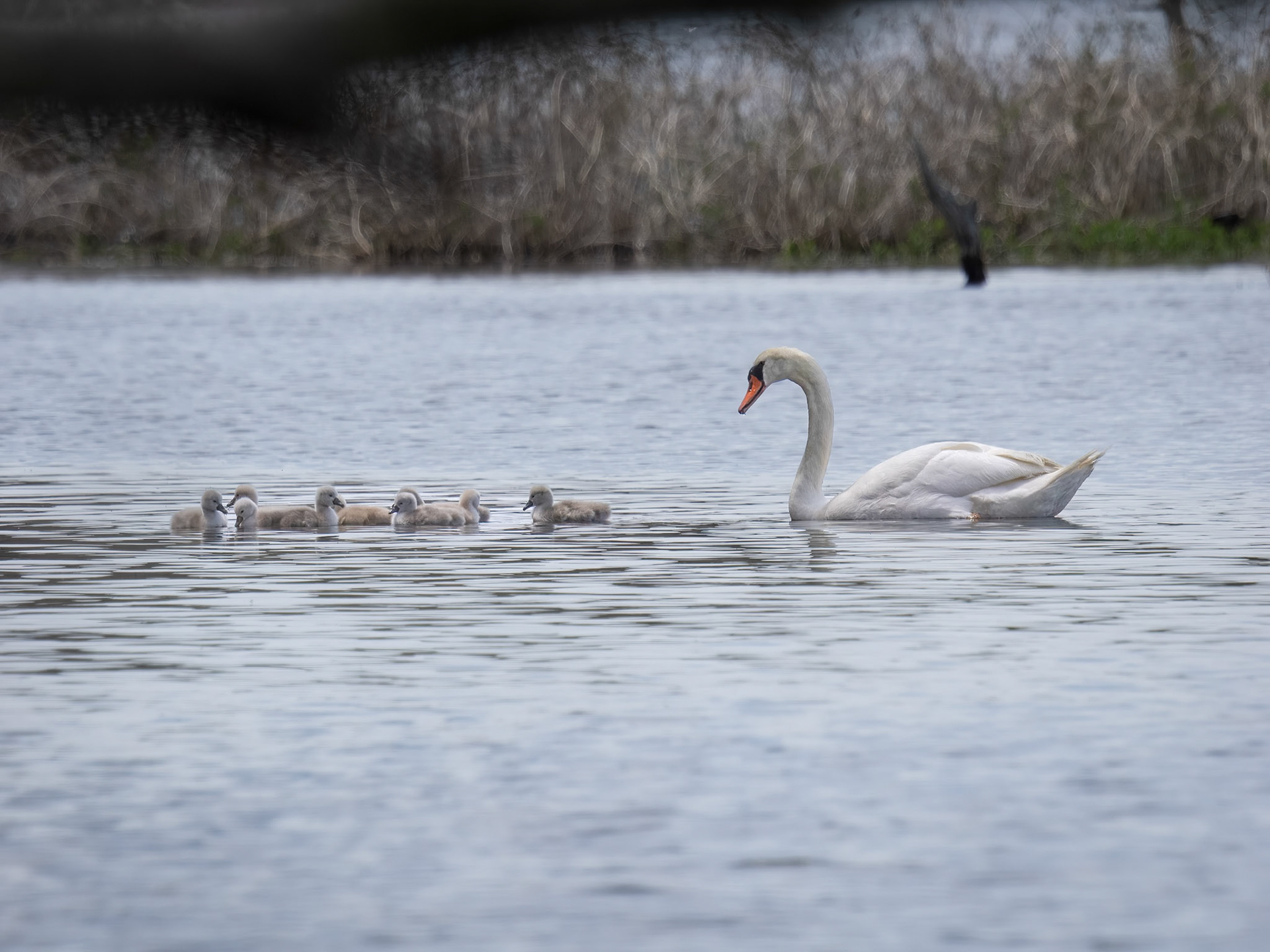Mute Swan & Cygnets