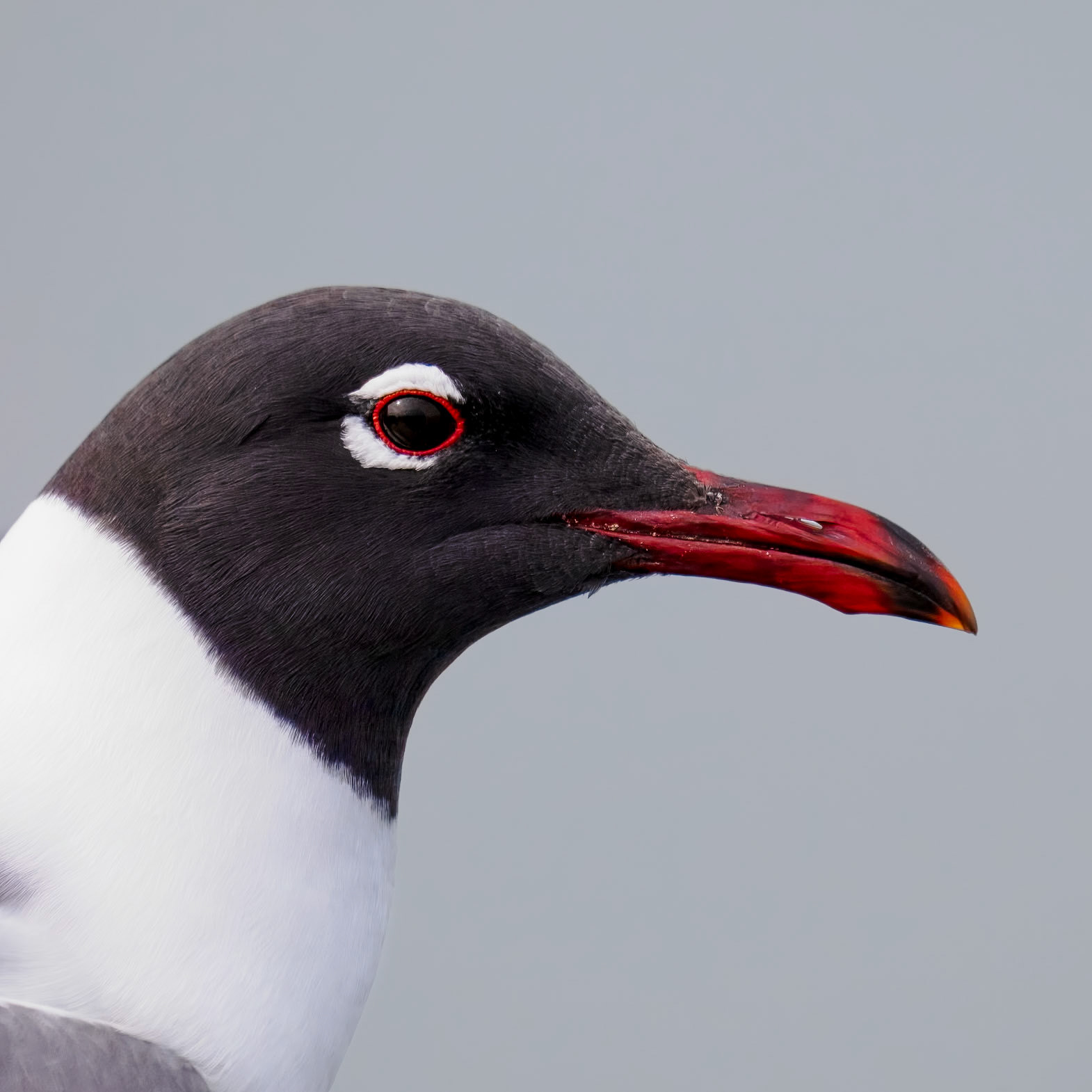 Laughing Gull