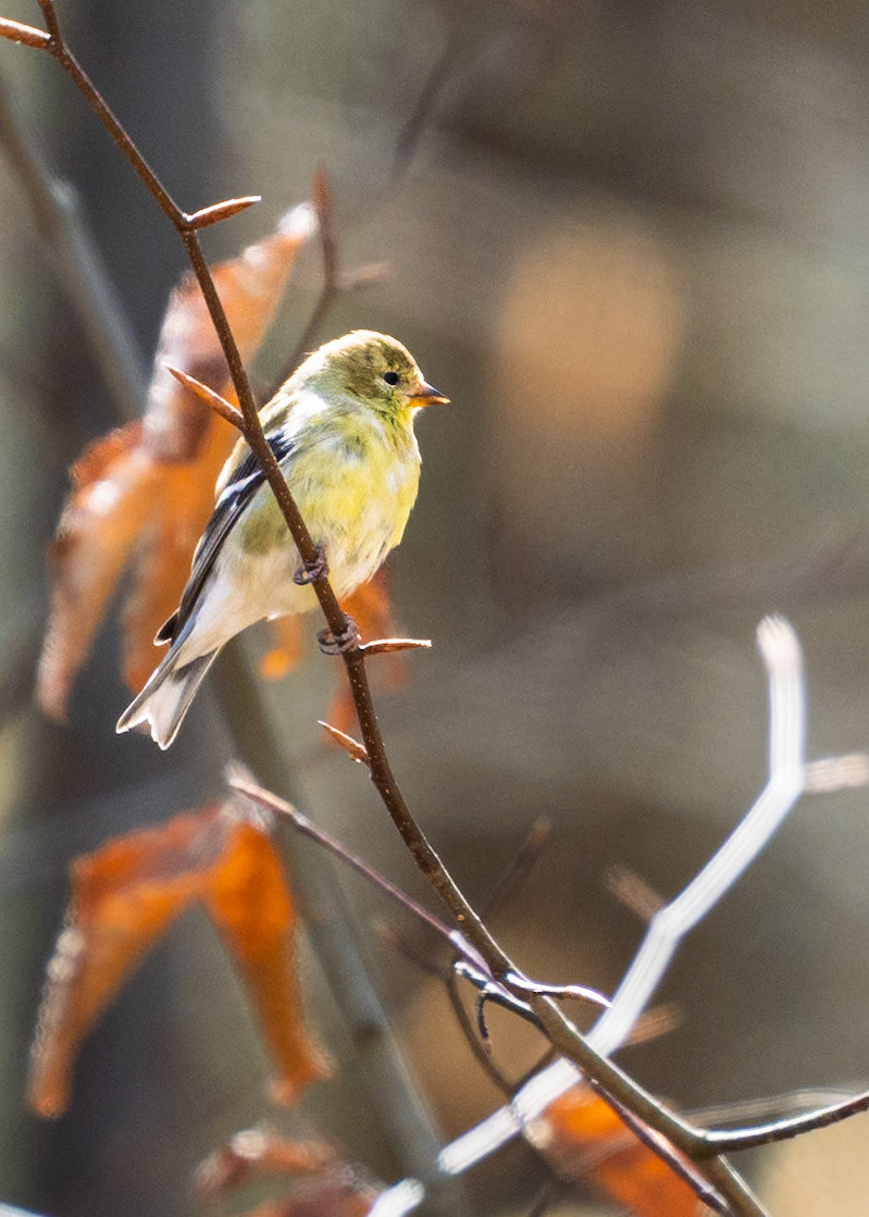 Goldfinch