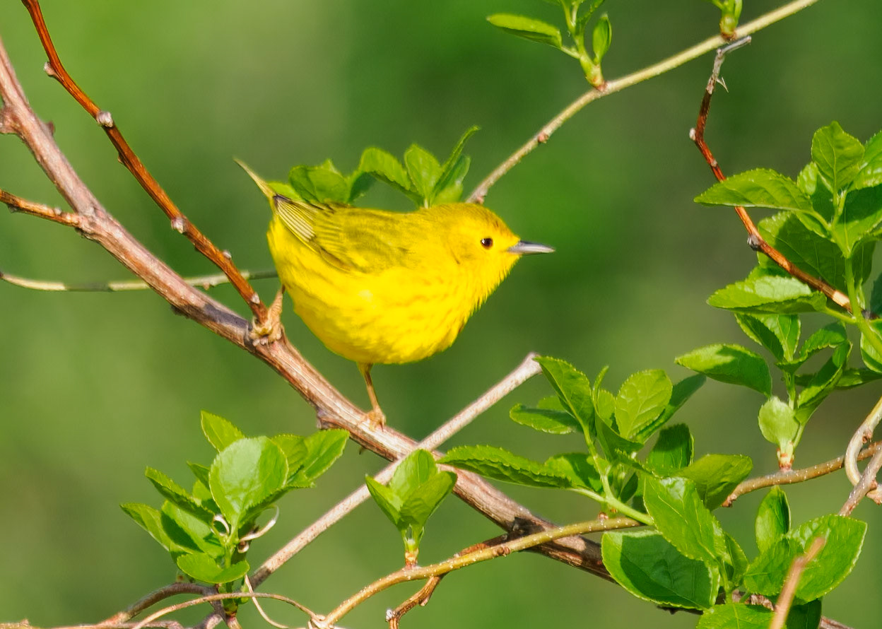 Yellow Warbler