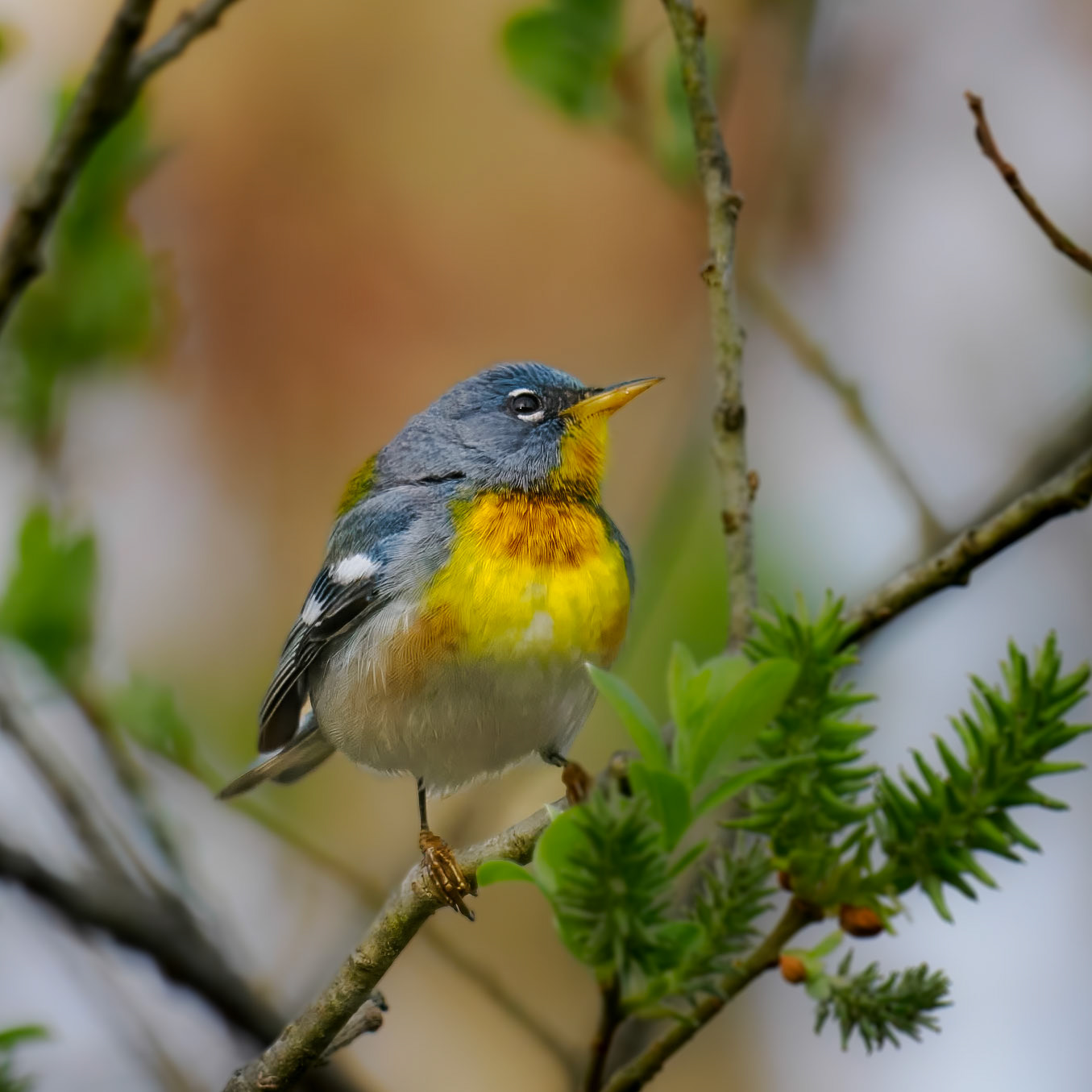 Northern Parula