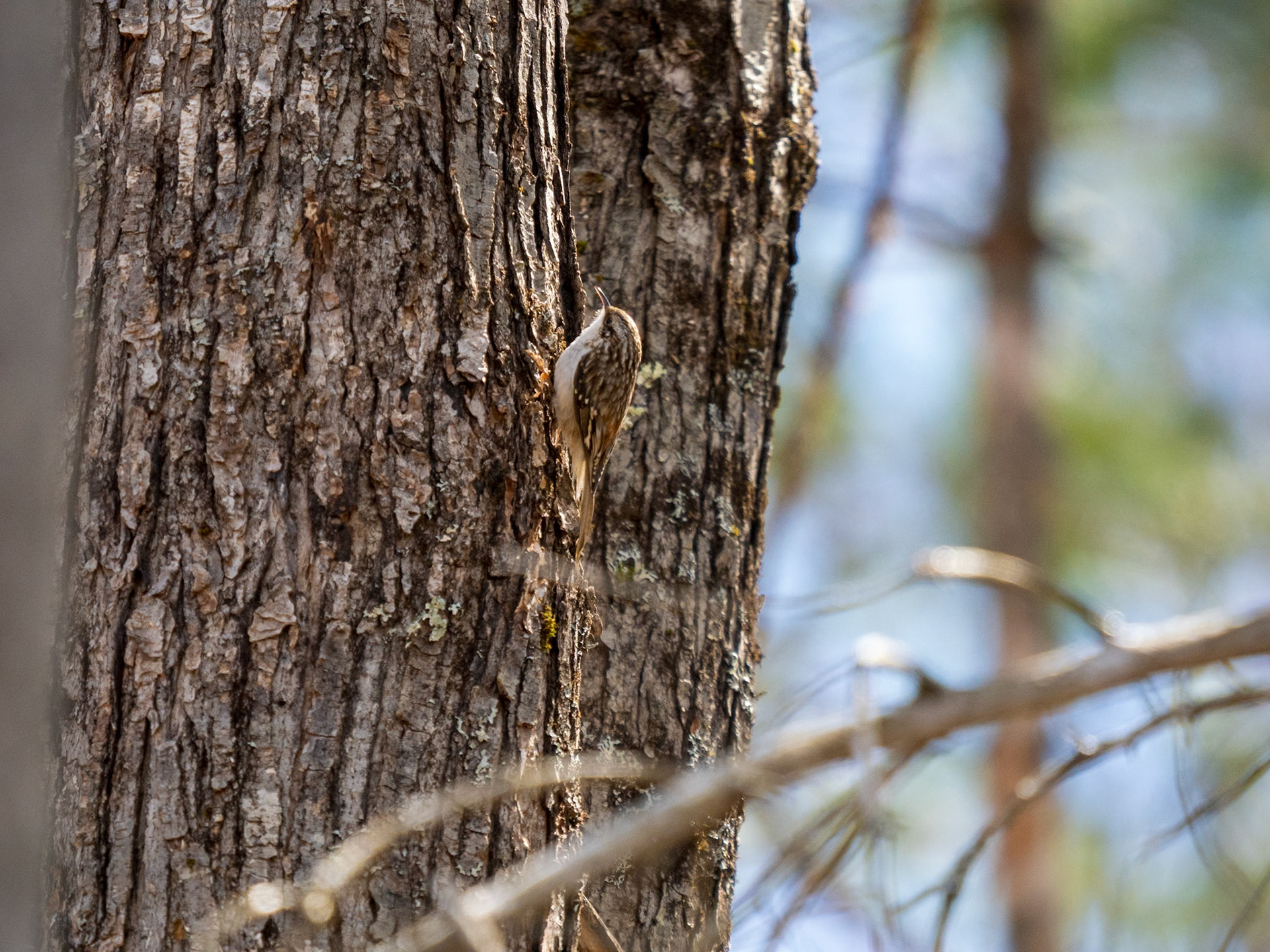 Brown Creeper