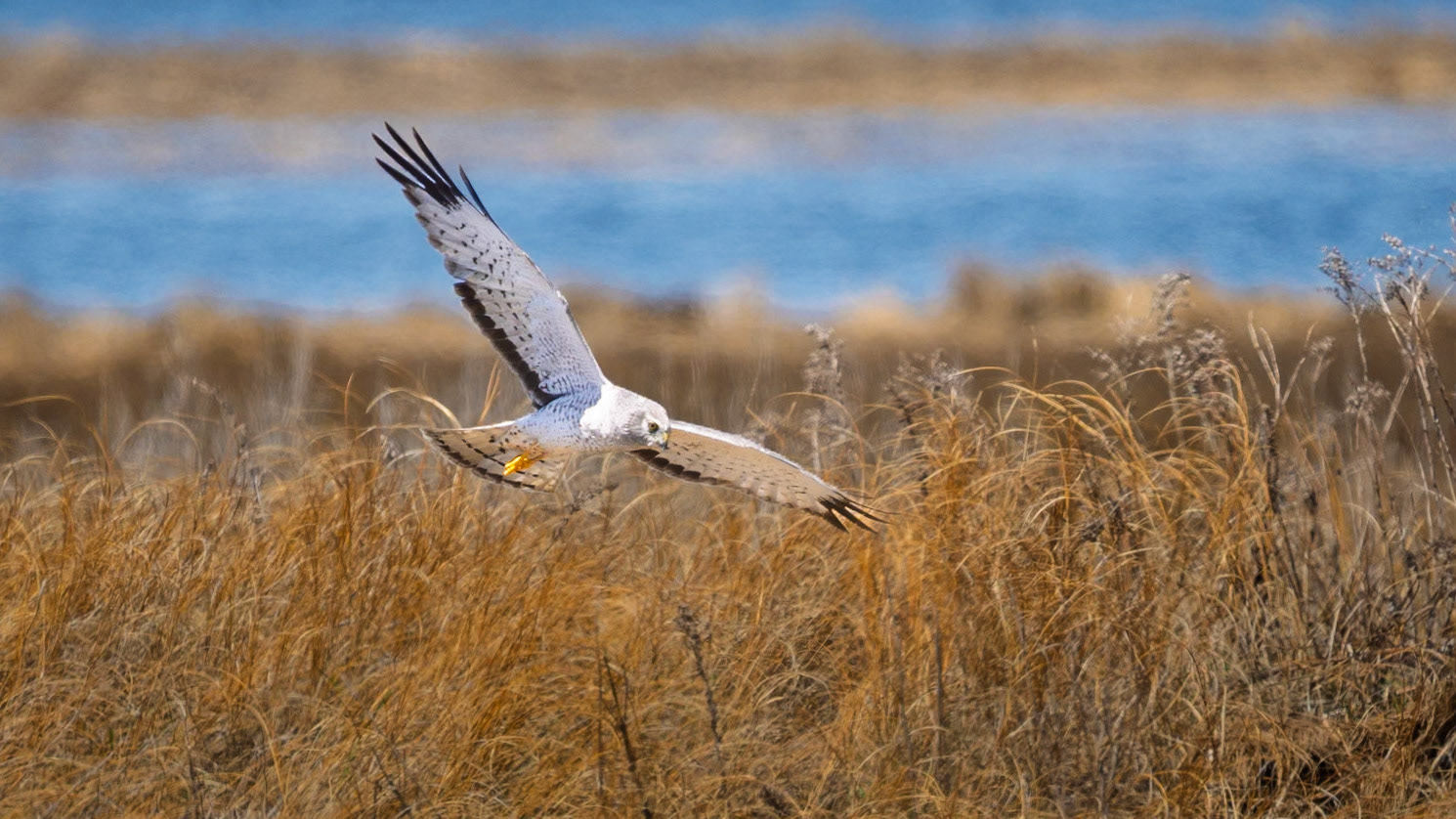 Northern Harrier
