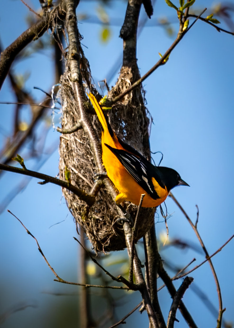 Baltimore Oriole & Nest