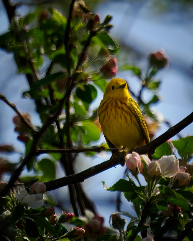 Yellow Warbler