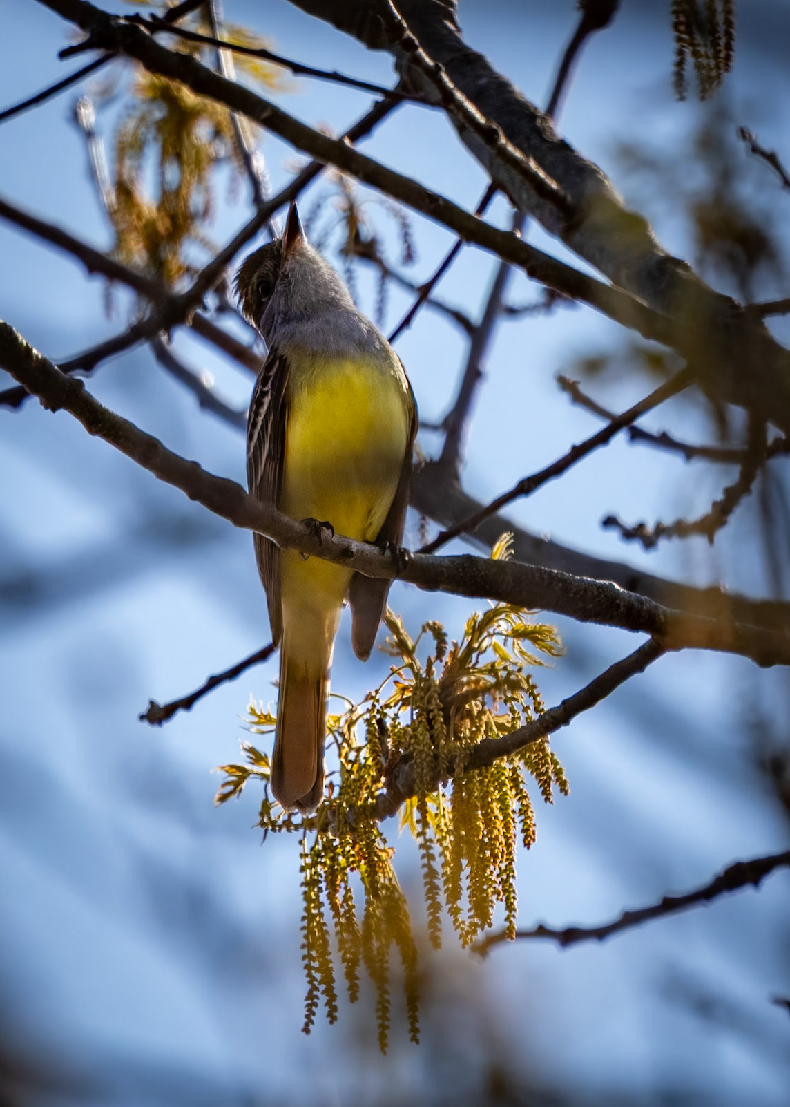 Great Crested Fly Catcher