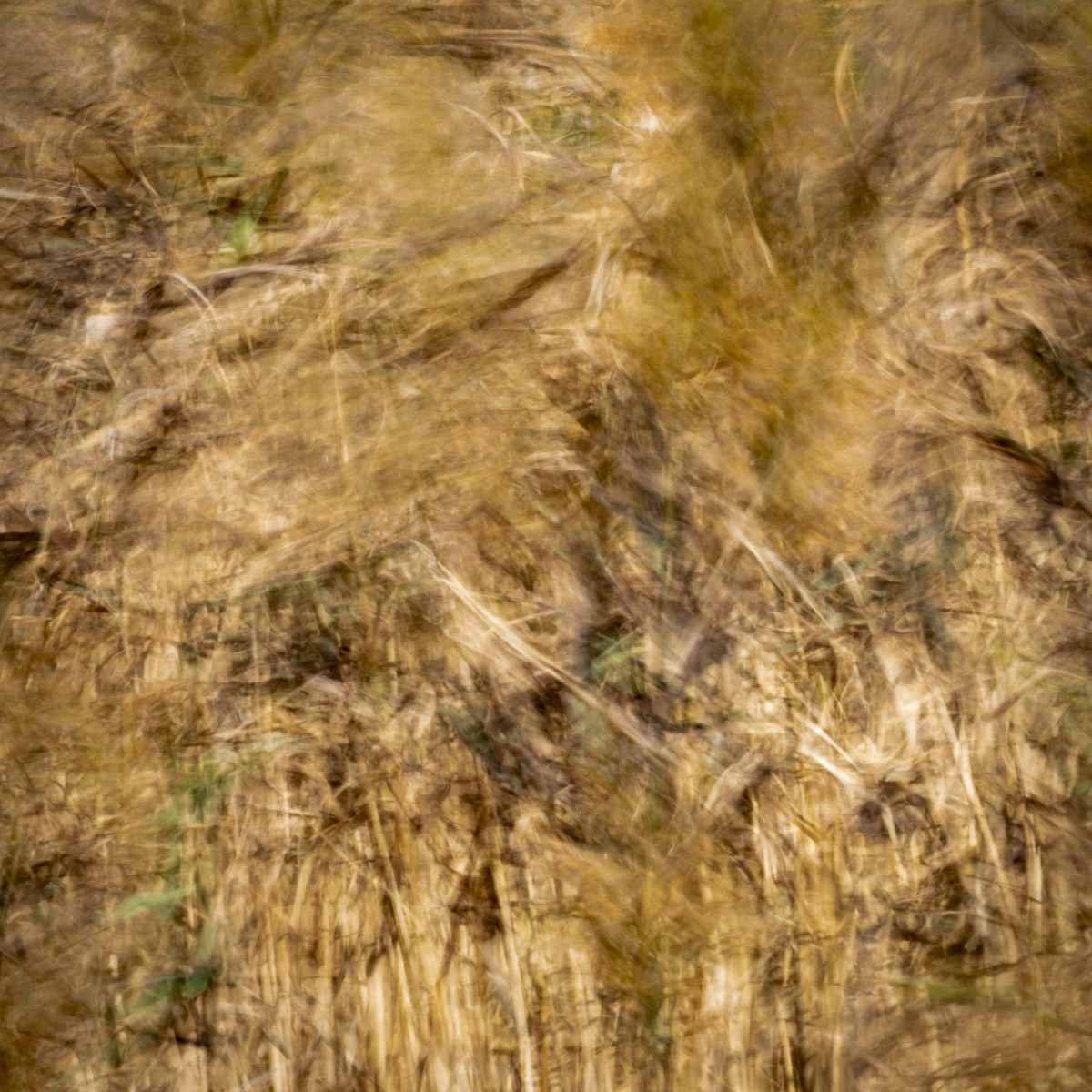 MJS Designs #getolympus