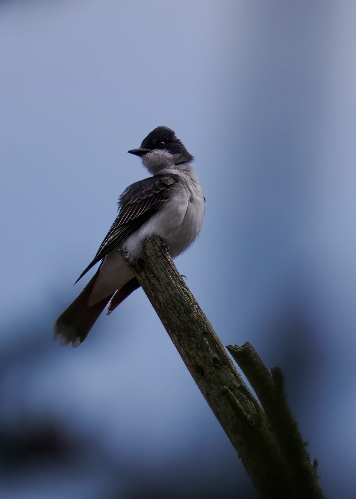 Eastern Kingbird