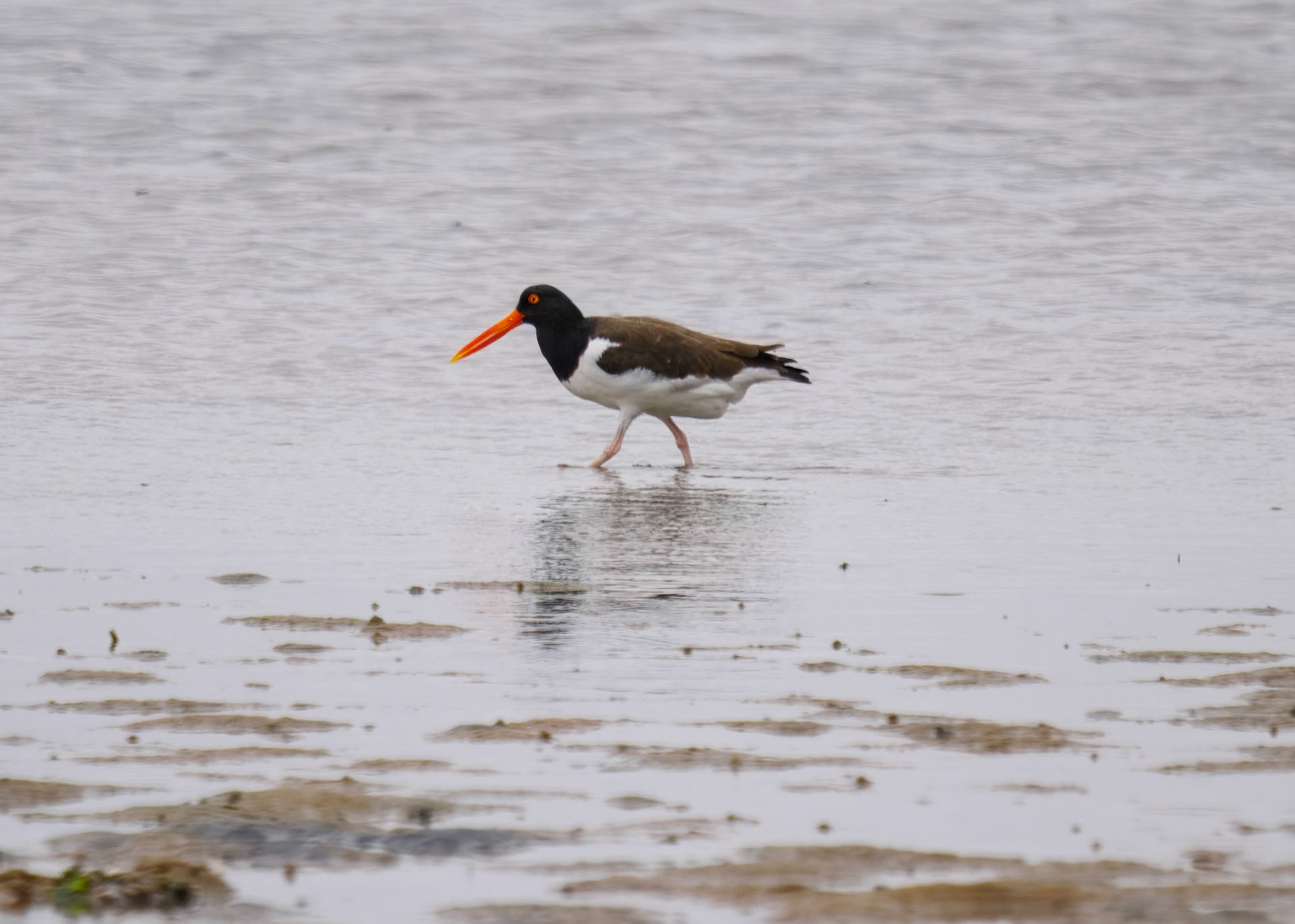American Oyster Catcher