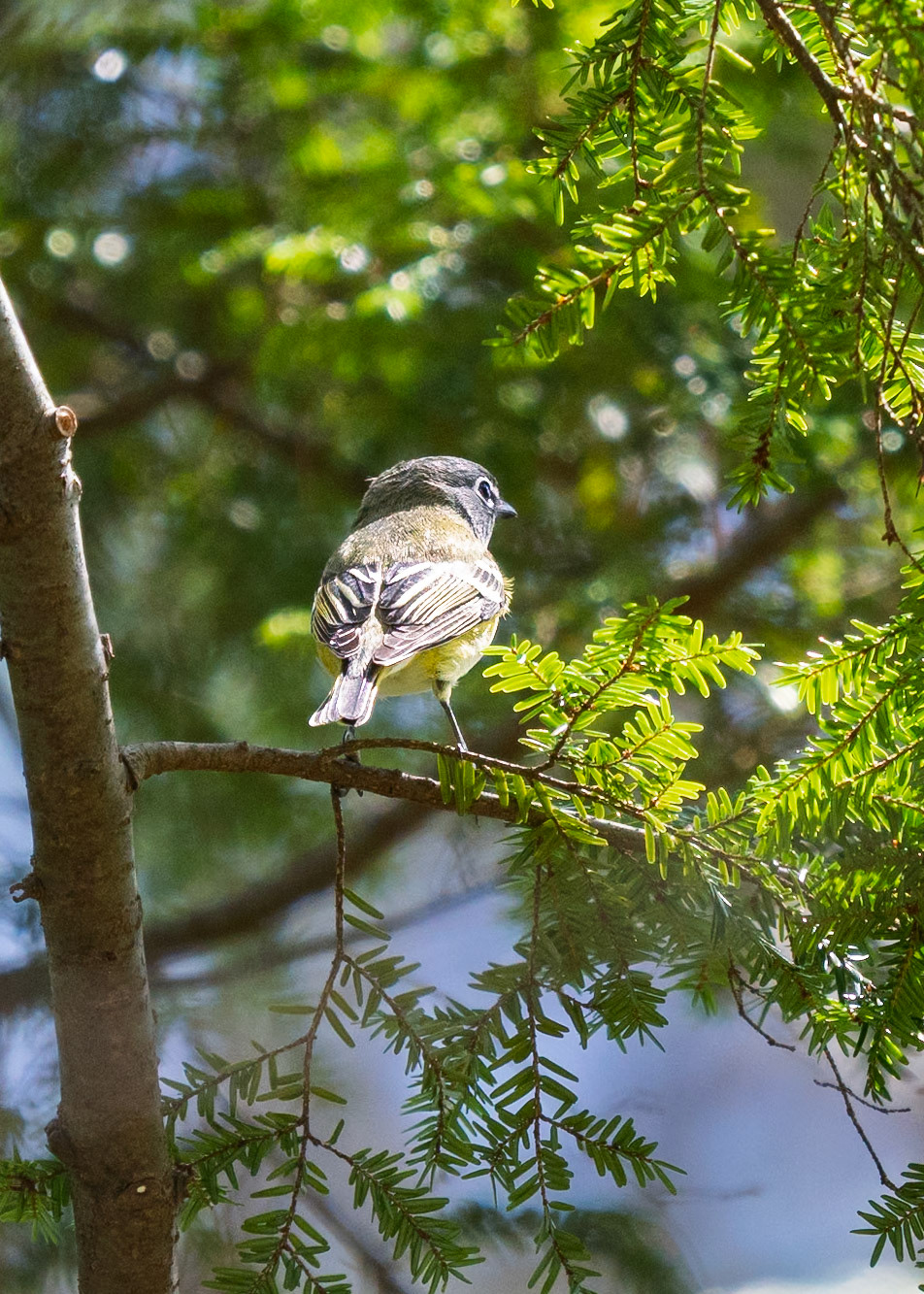 Blue Headed Vireo