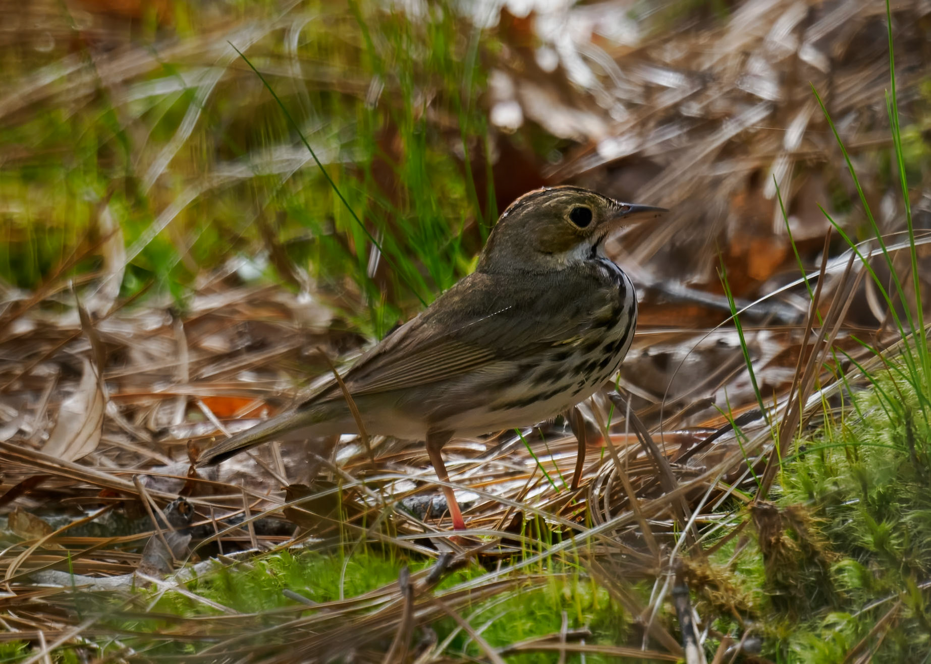 Ovenbird
