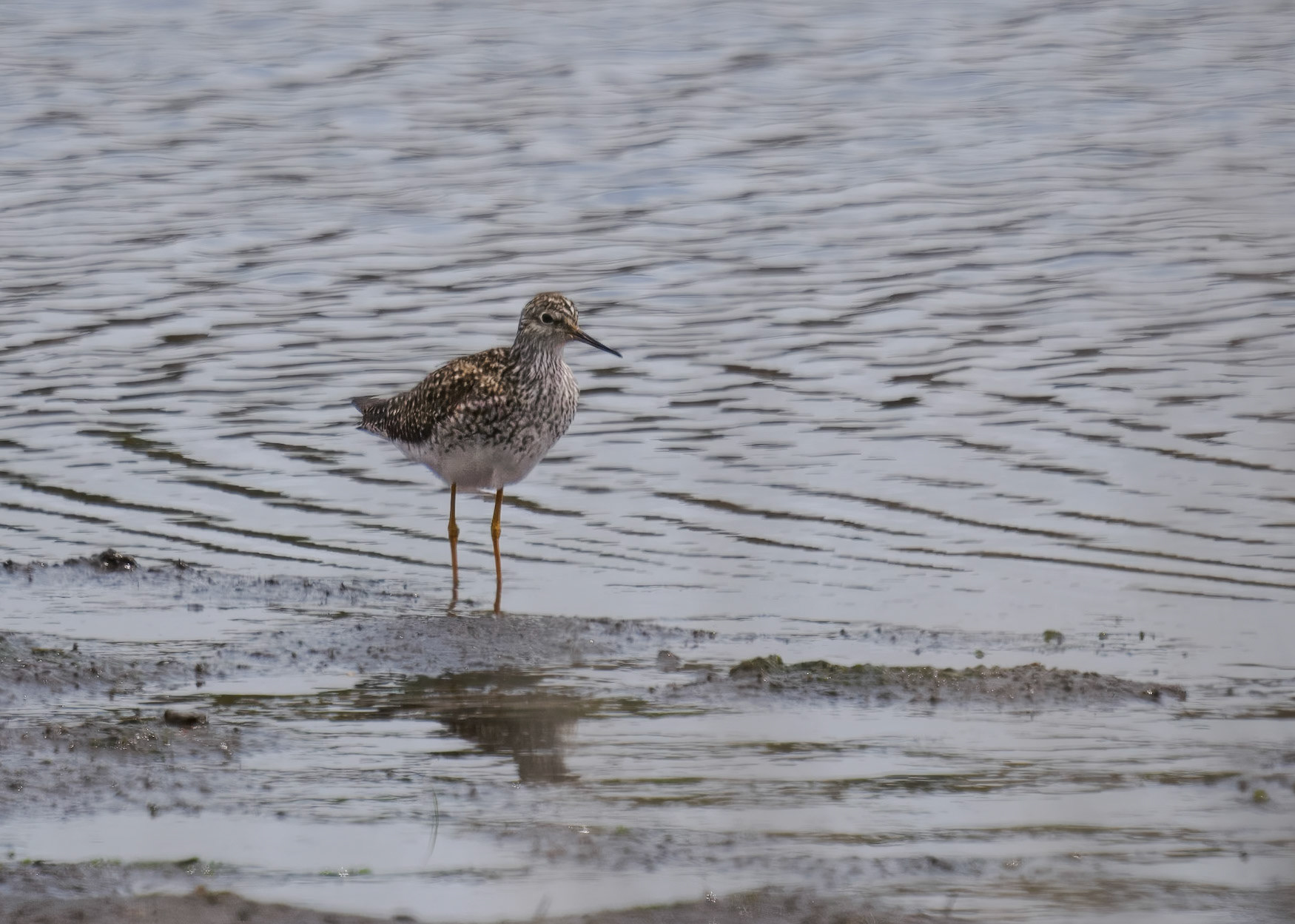 YellowLegs