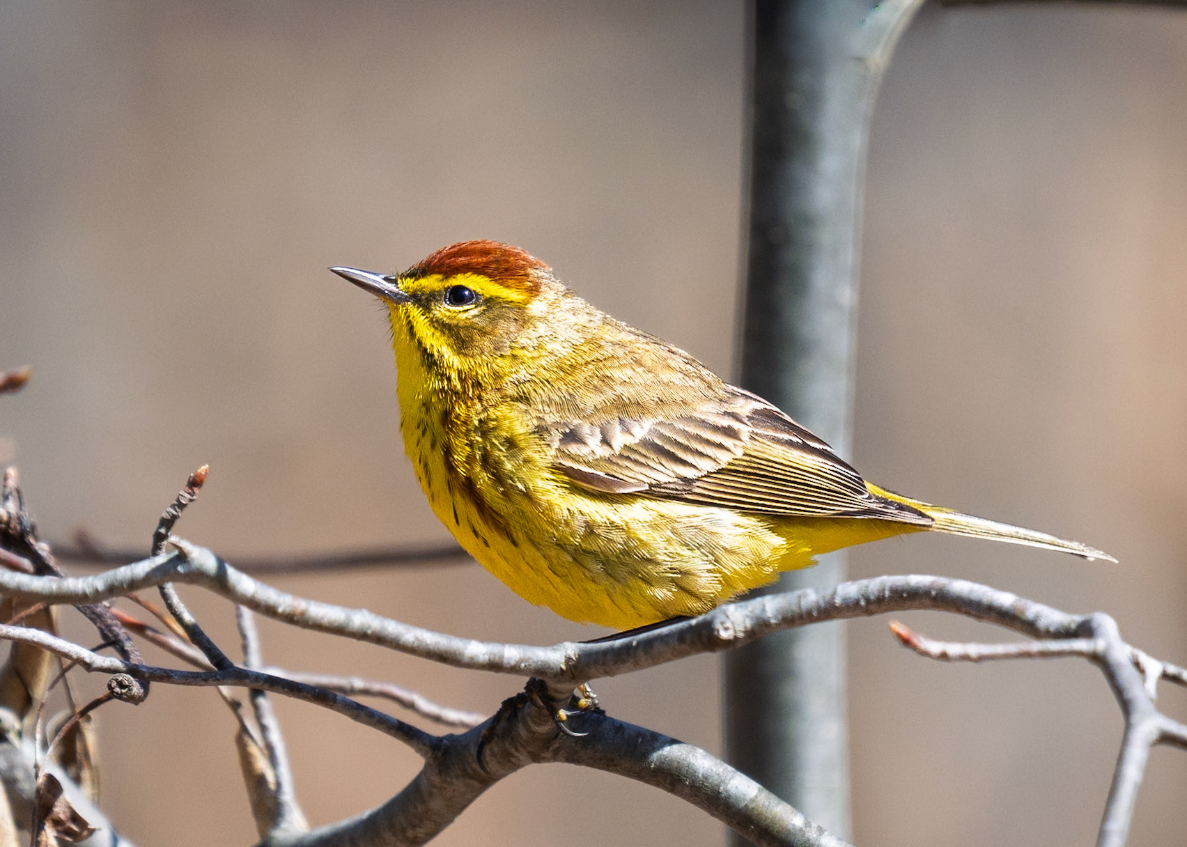 Pine Warbler