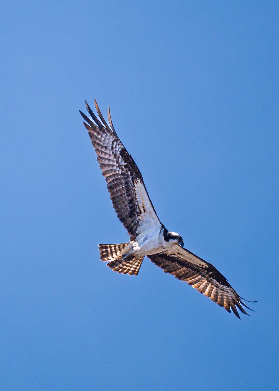 Osprey