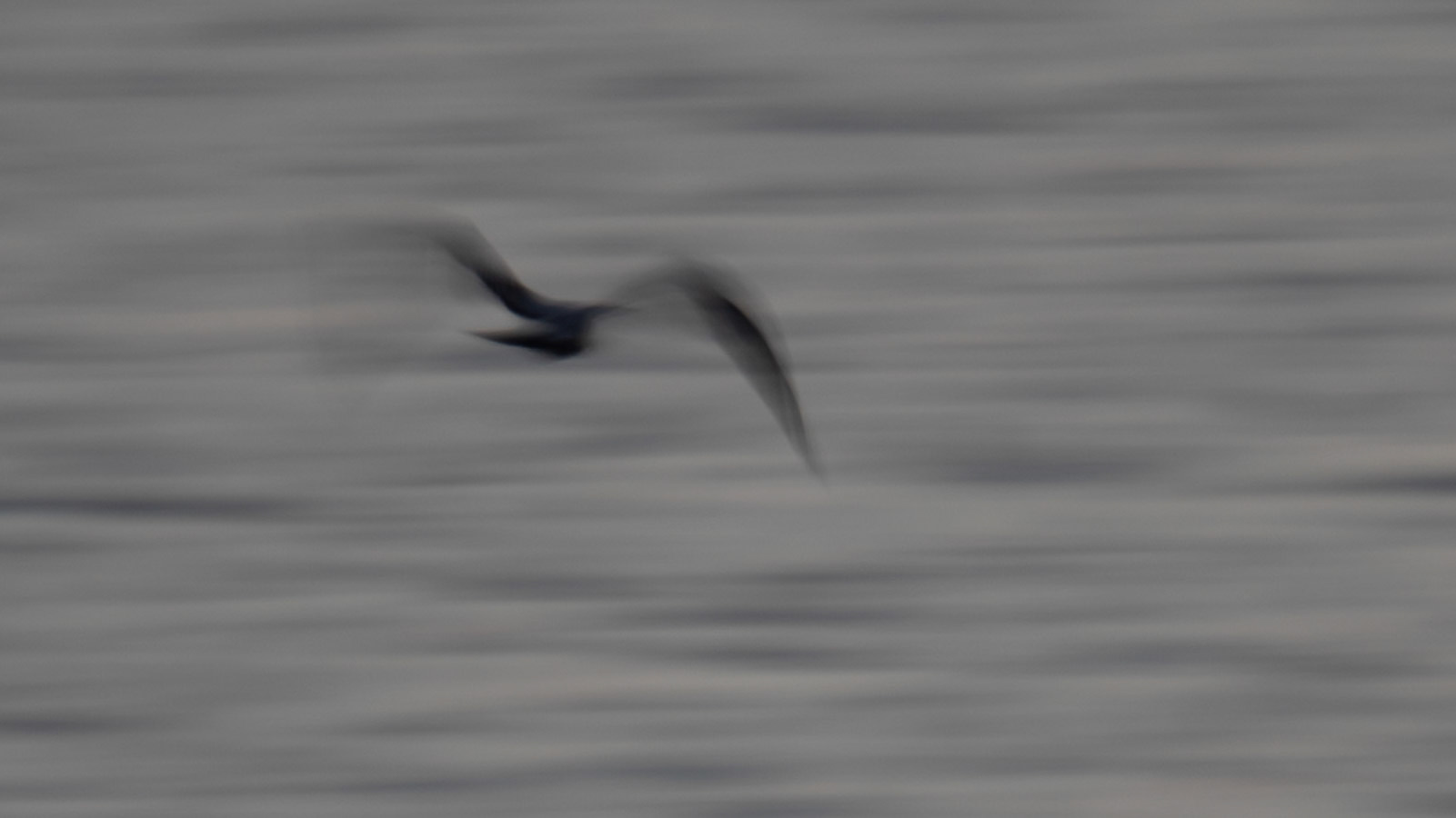 Motion Blur Gull