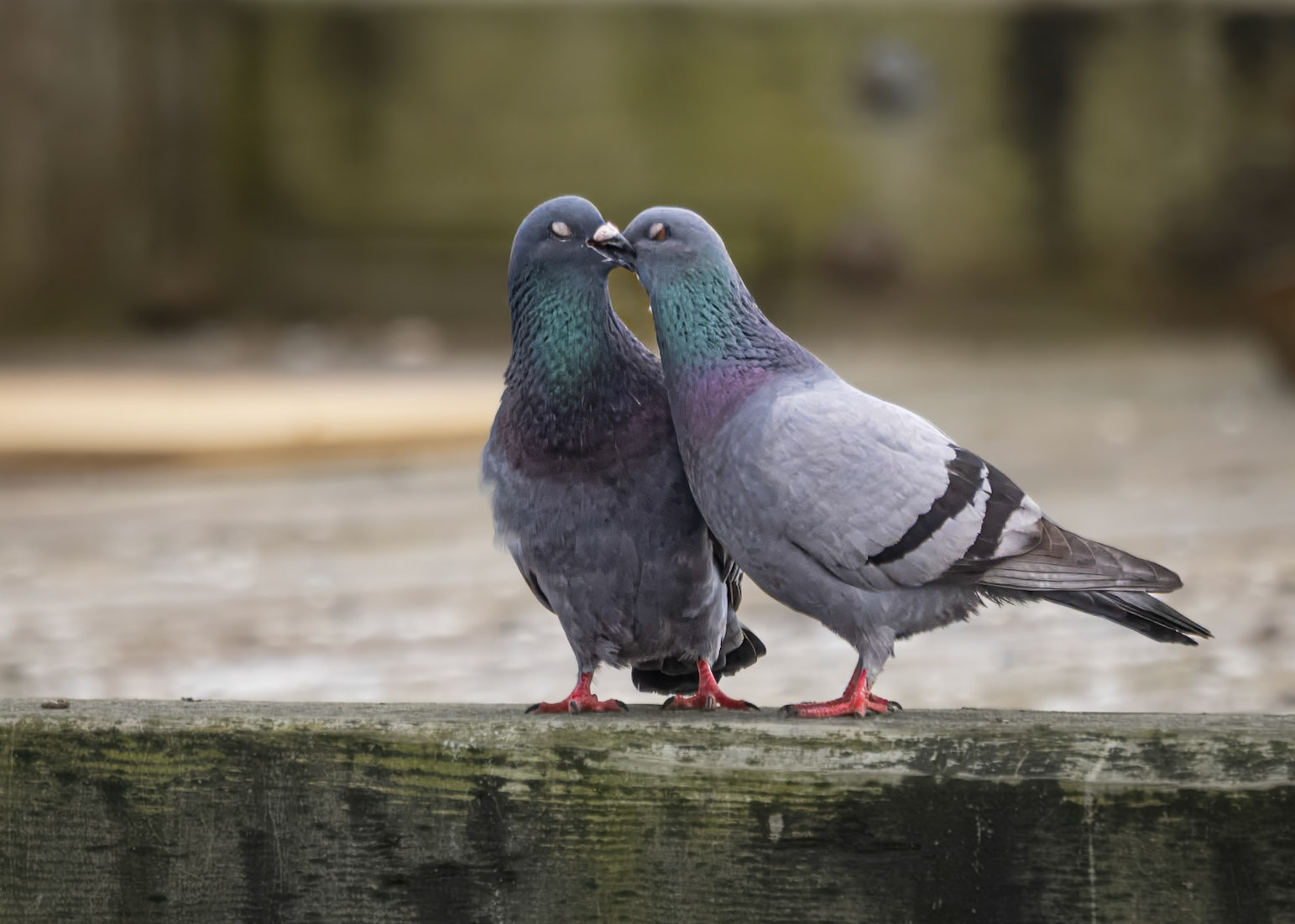 Romantic Pigeons