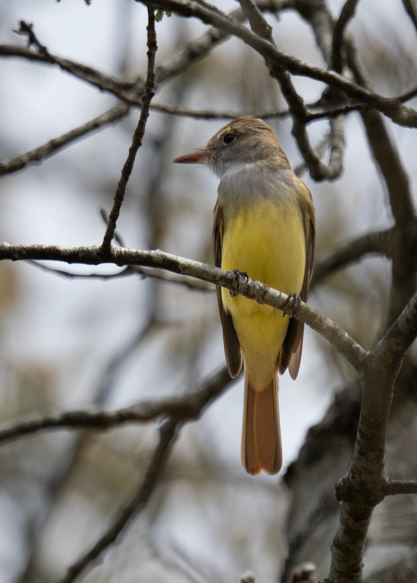 Great Crested Fly Catcher