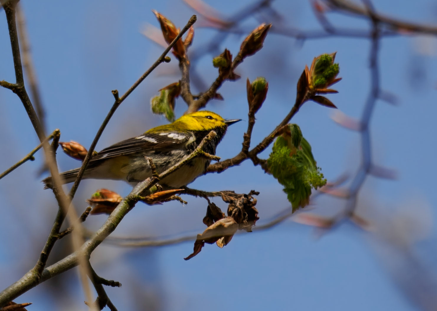 Black-throated Green Warbler