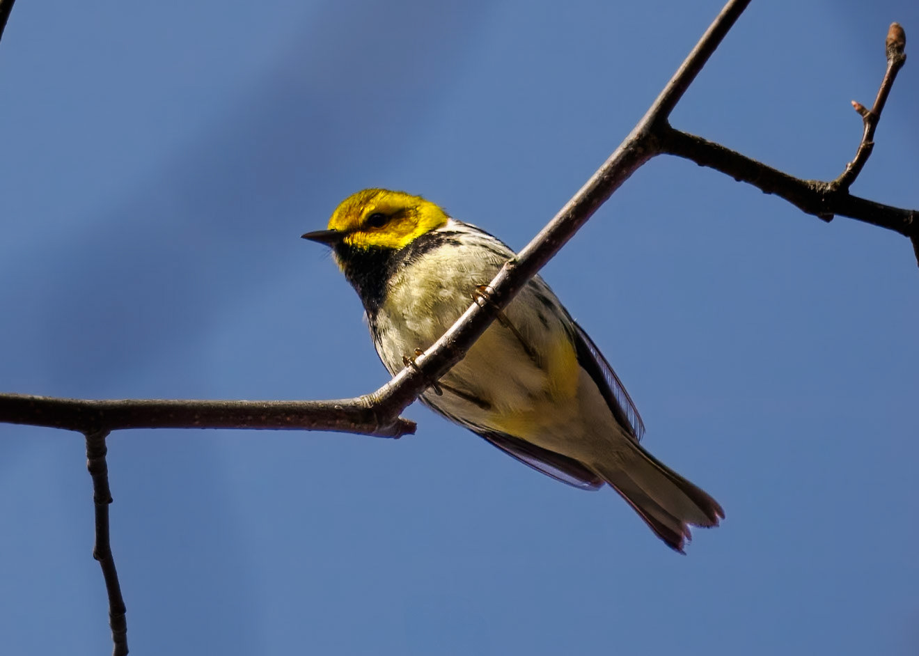 Black-throated Green Warbler