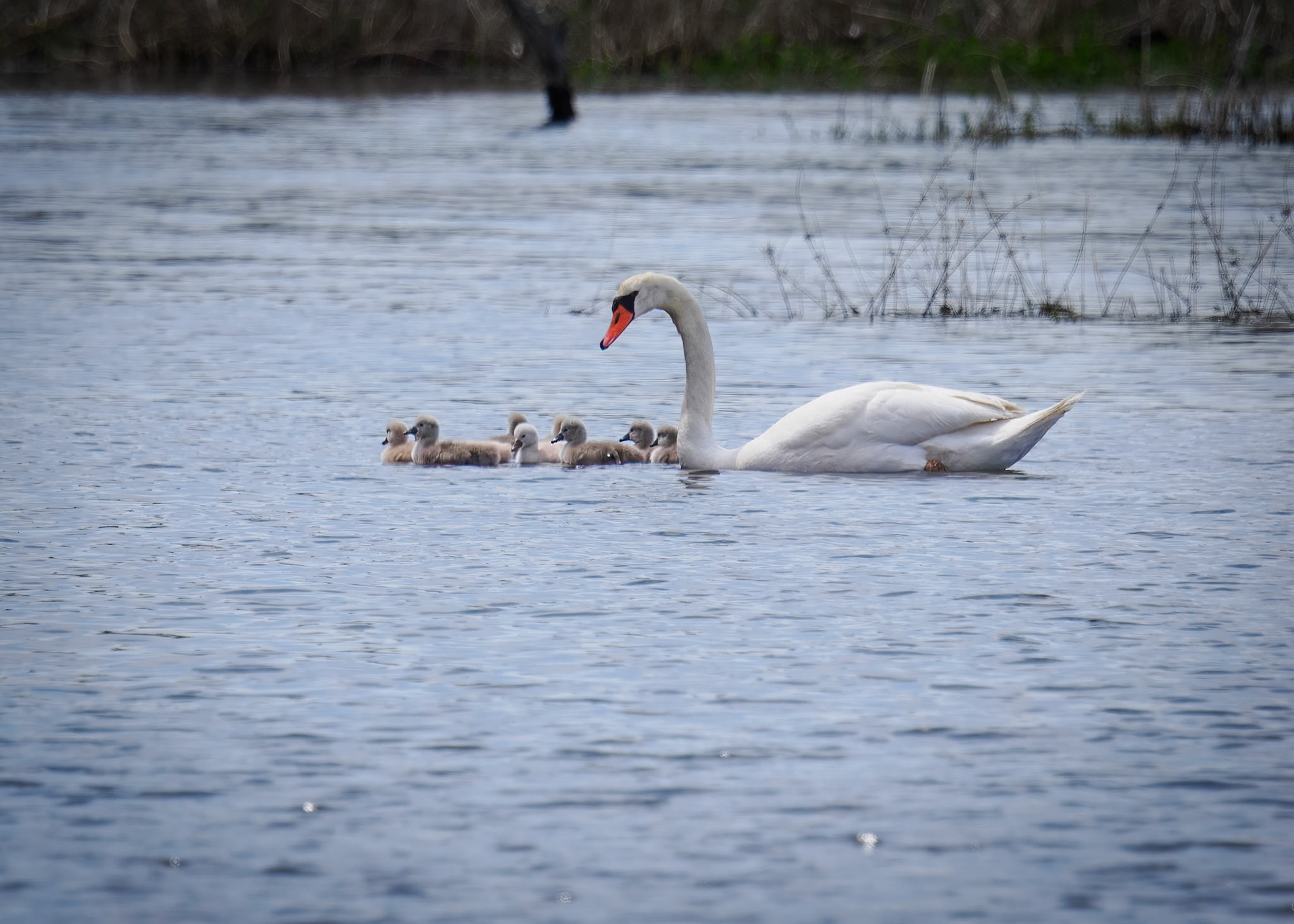 Mute Swan & Cygnets