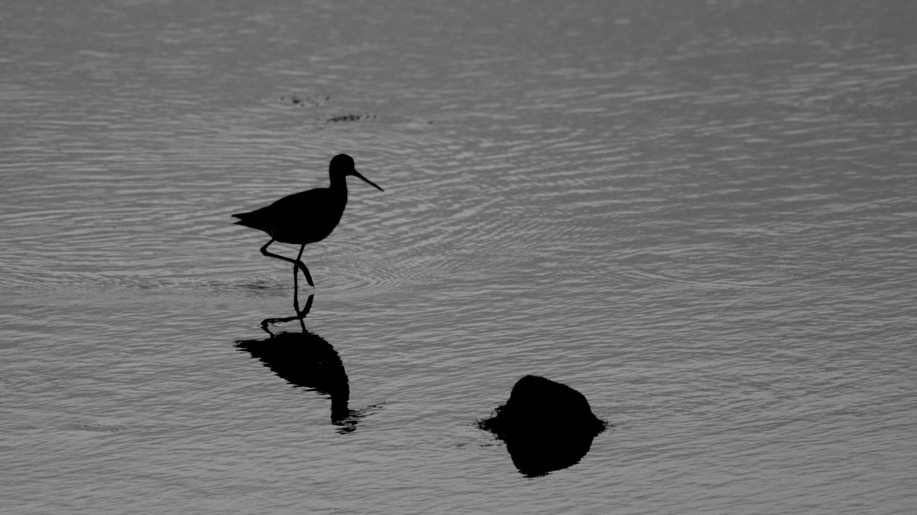 Willet