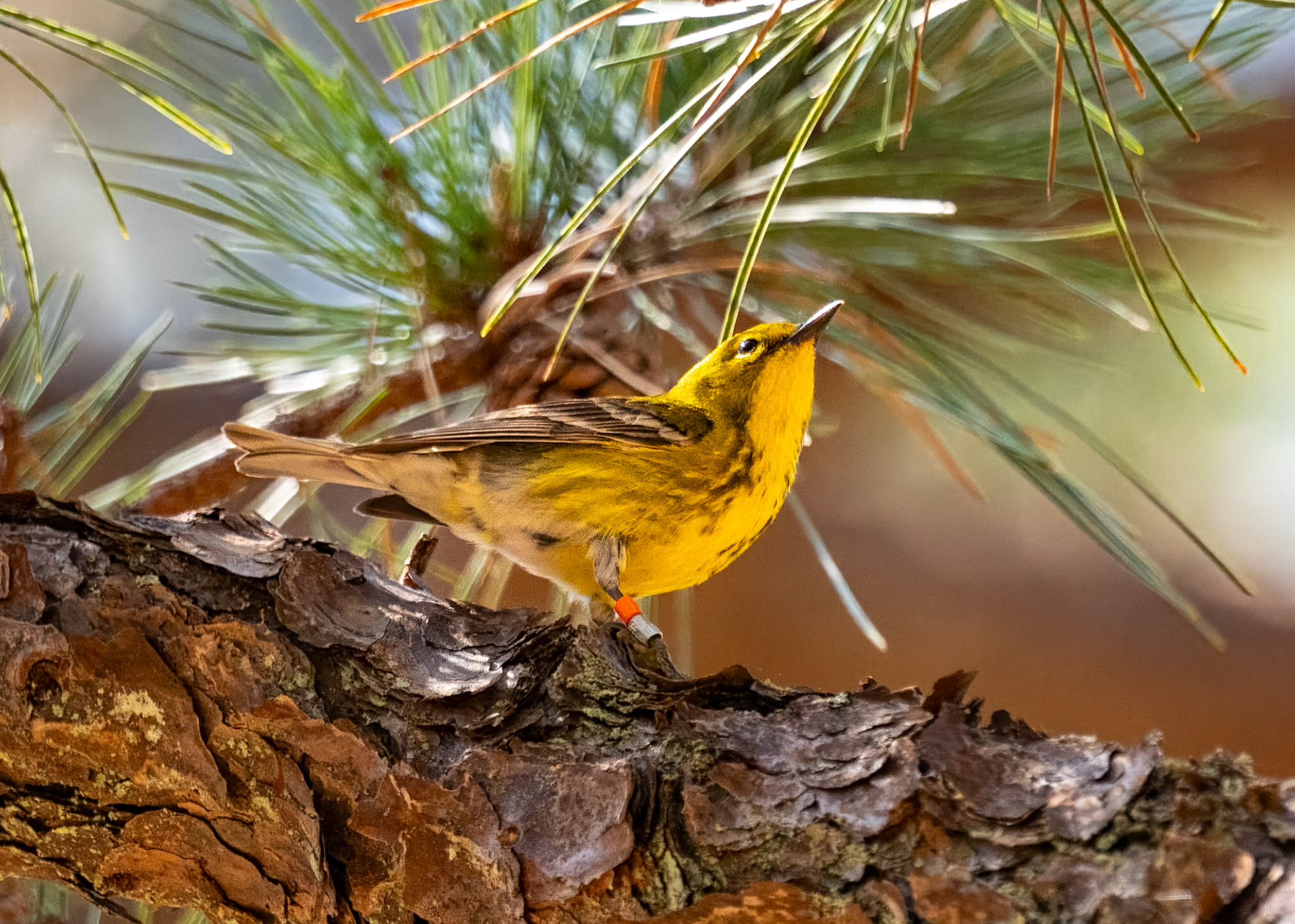 Pine Warbler - tagged
