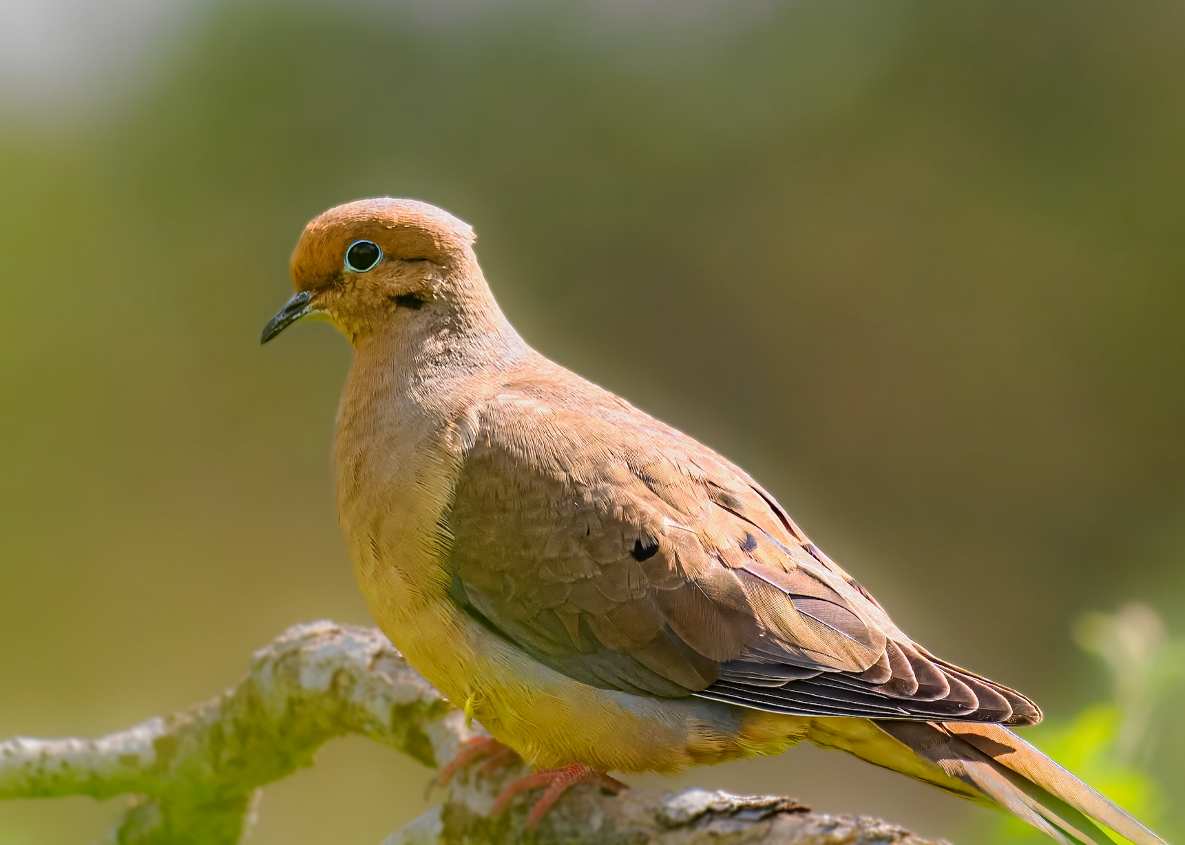 Mourning Dove