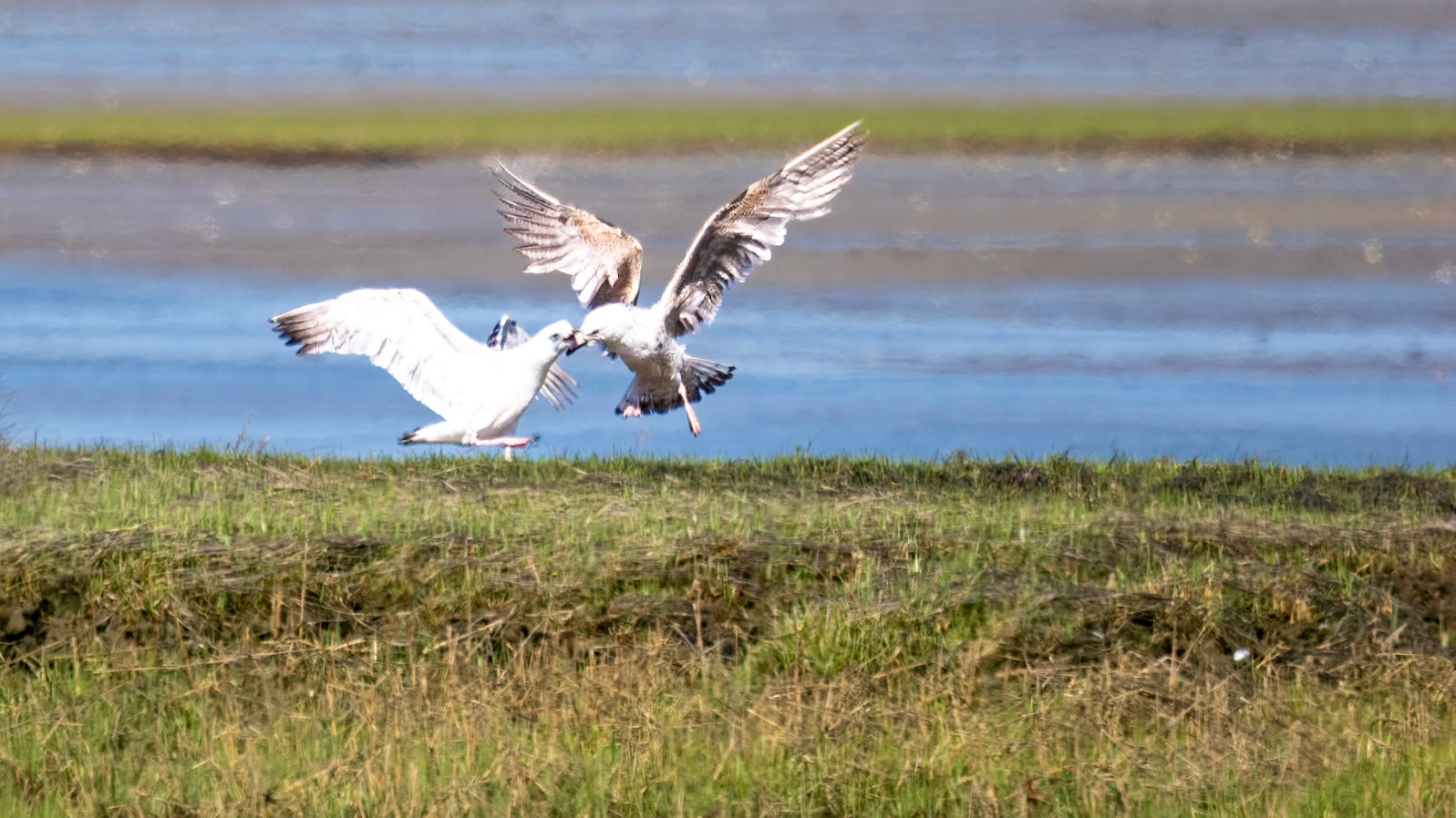 Gull Fight