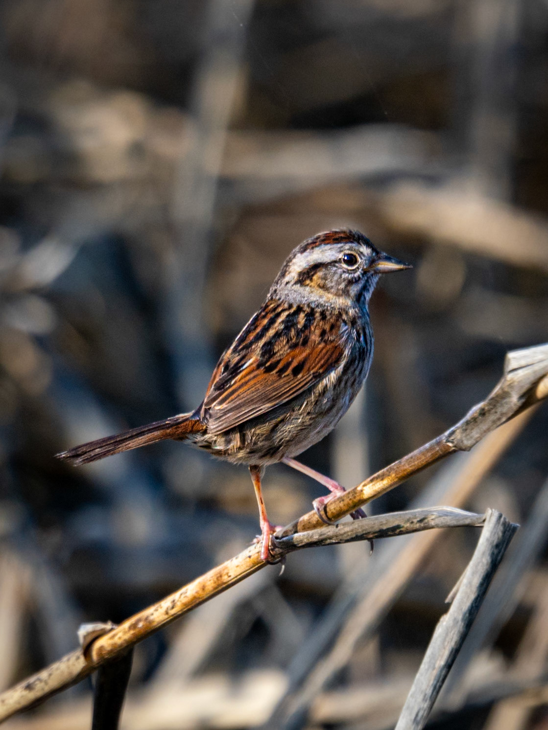 Swamp Sparrow