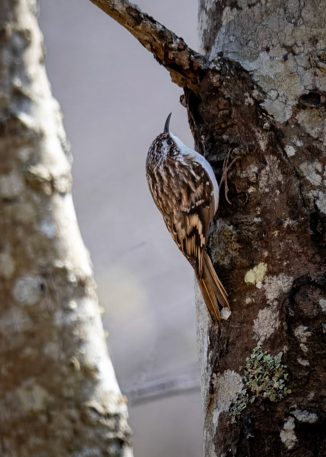 Brown Tree Creeper