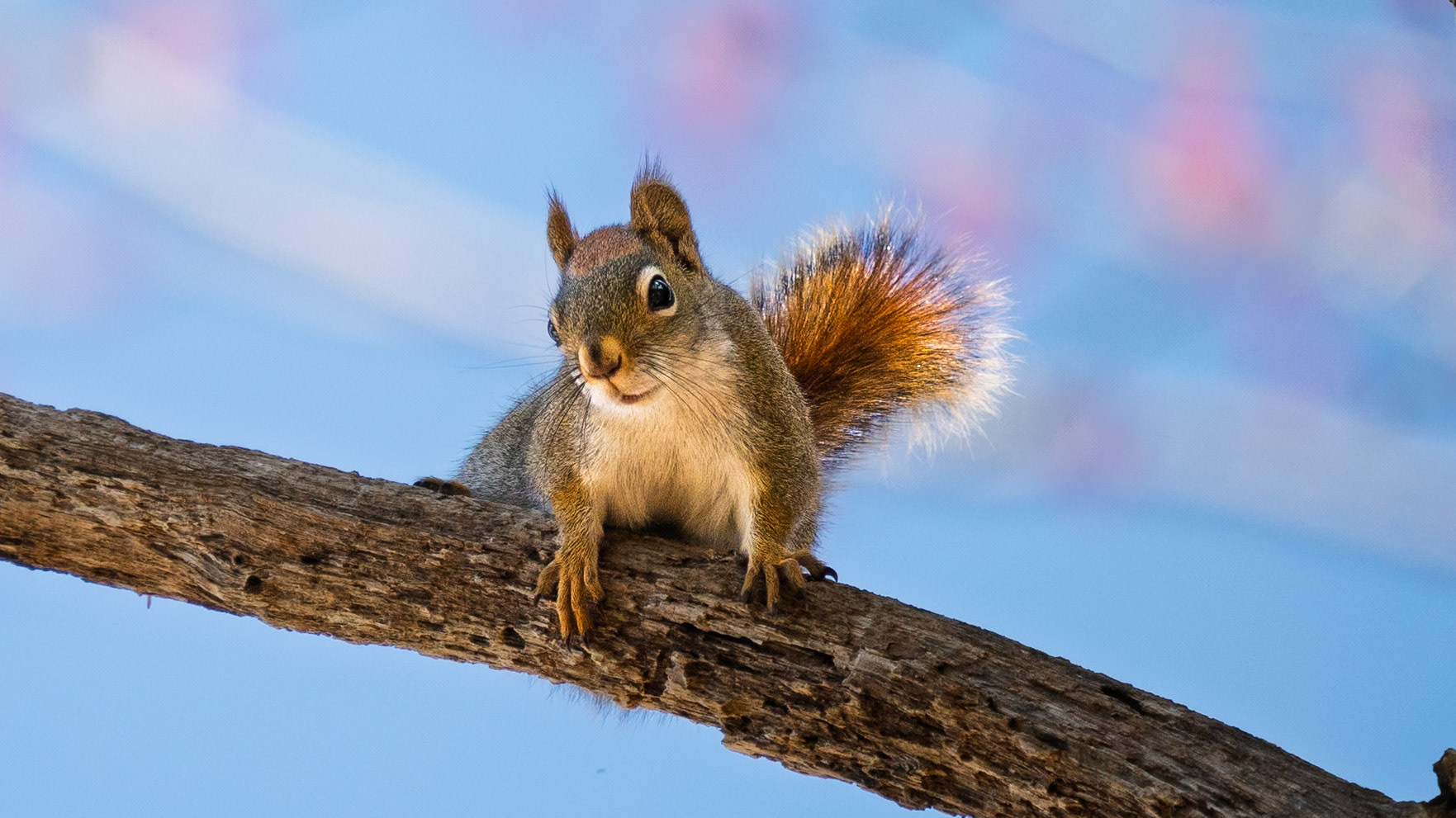 Red Squirrel (Not A Bird)