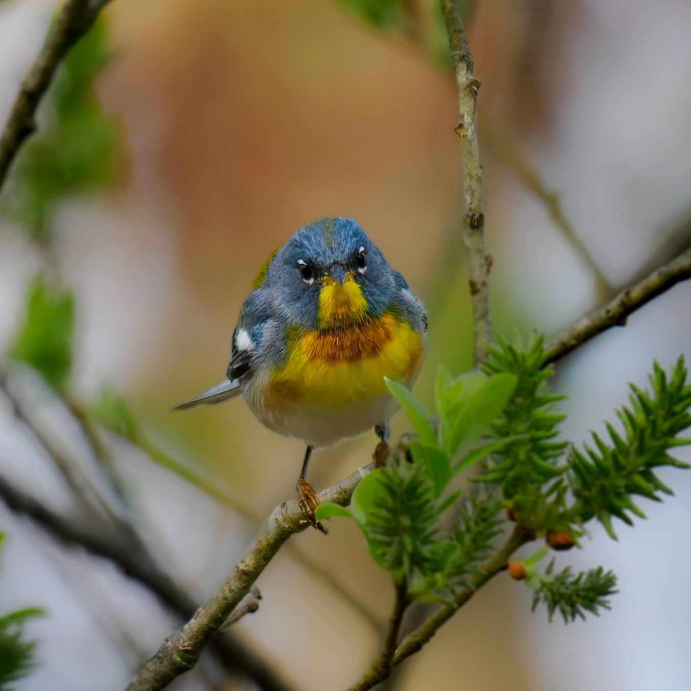 Northern Parula