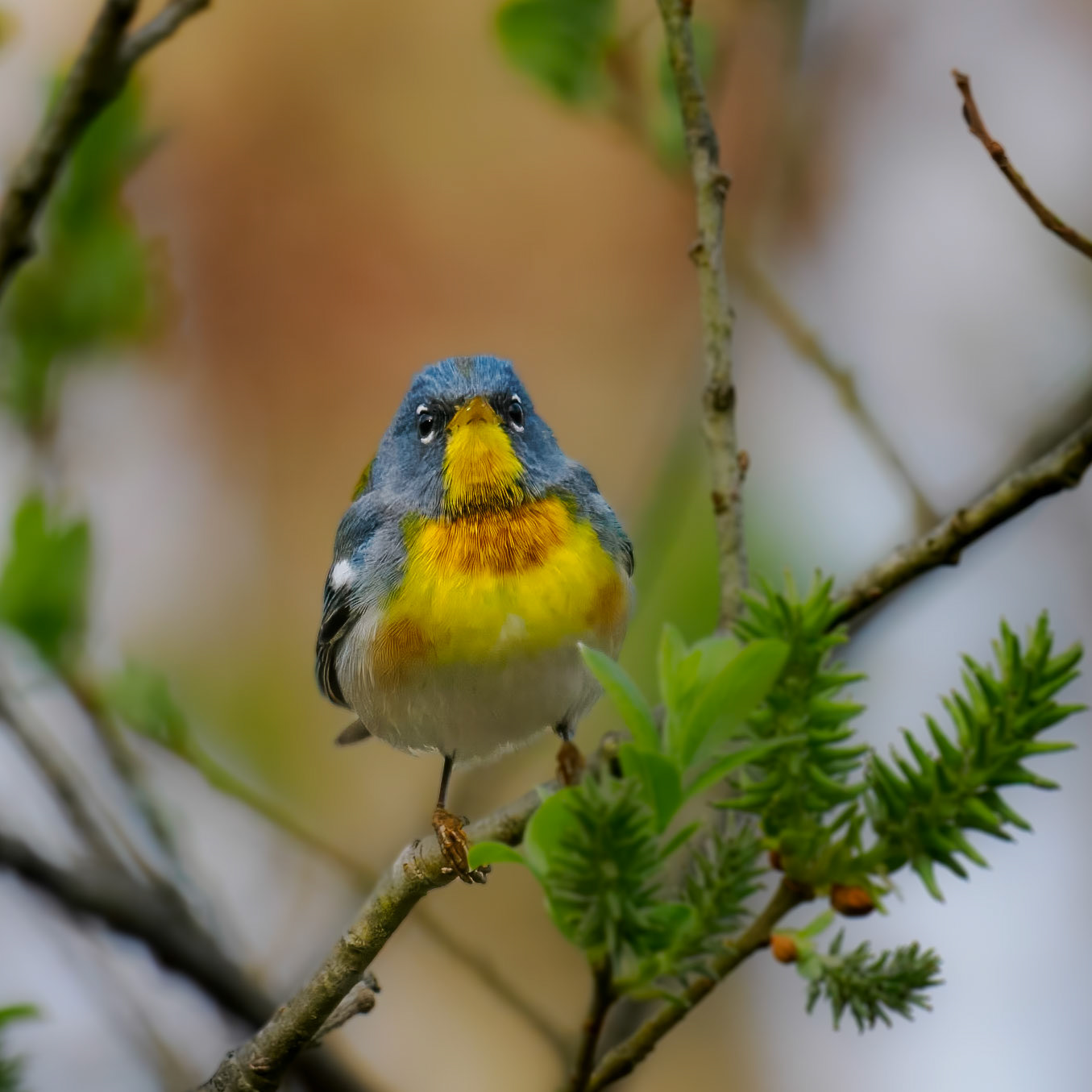 Northern Parula