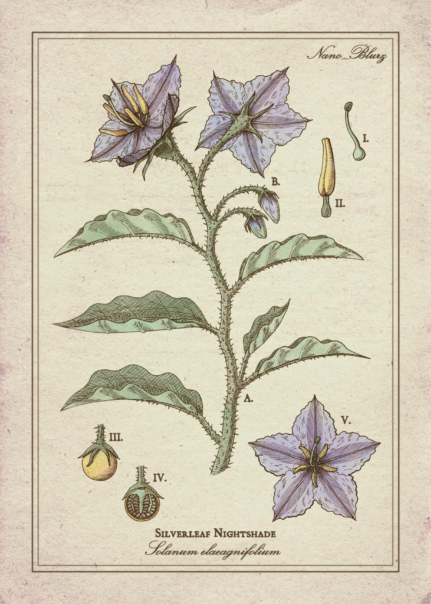 Silverleaf Nightshade Botanical Page