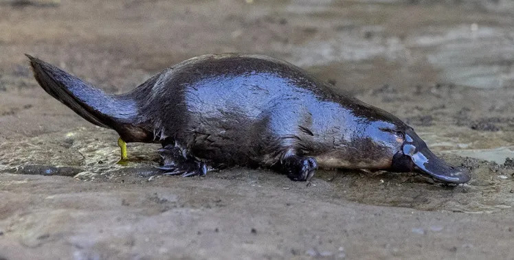 Australian Platypus Conservatory