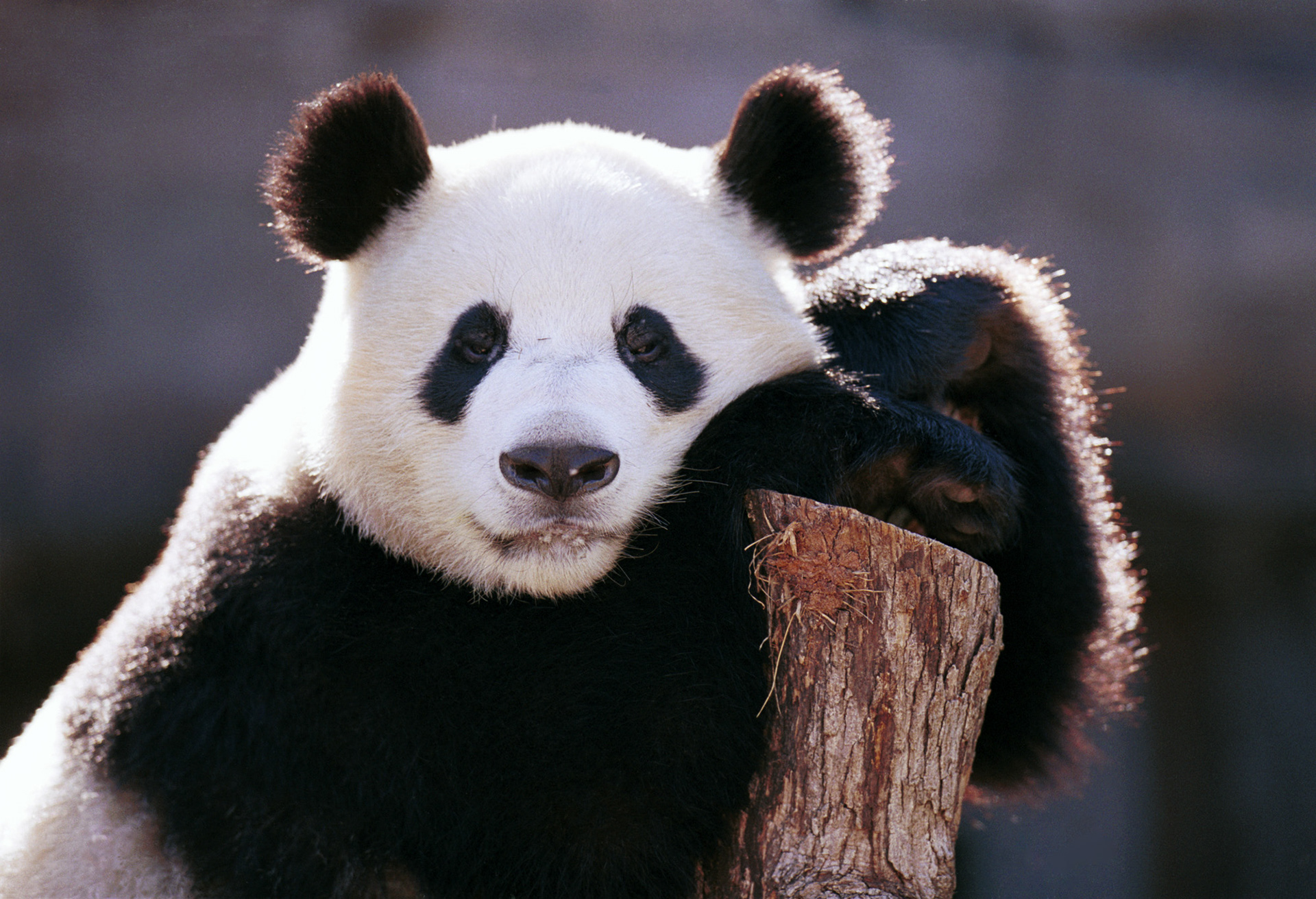 panda