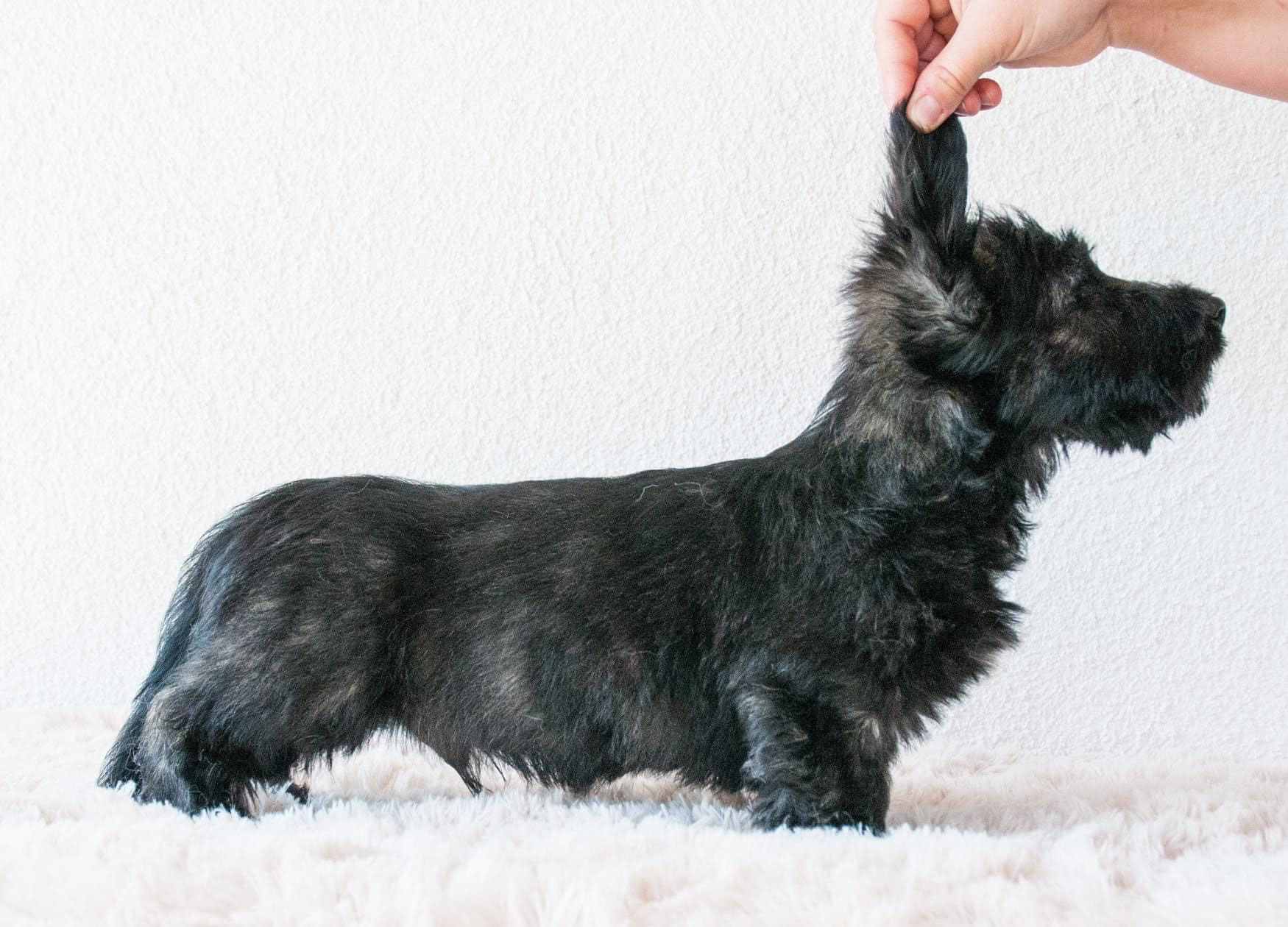 05/2022 - 9 weeks