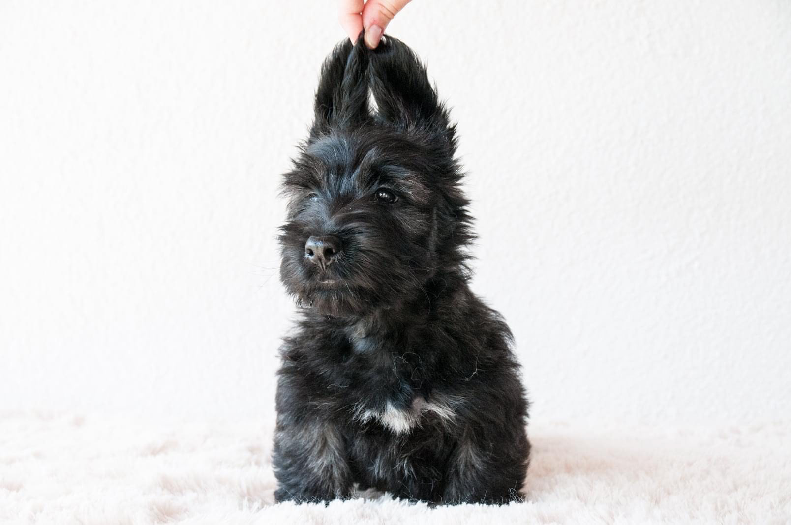 05/2022 - 9 weeks
