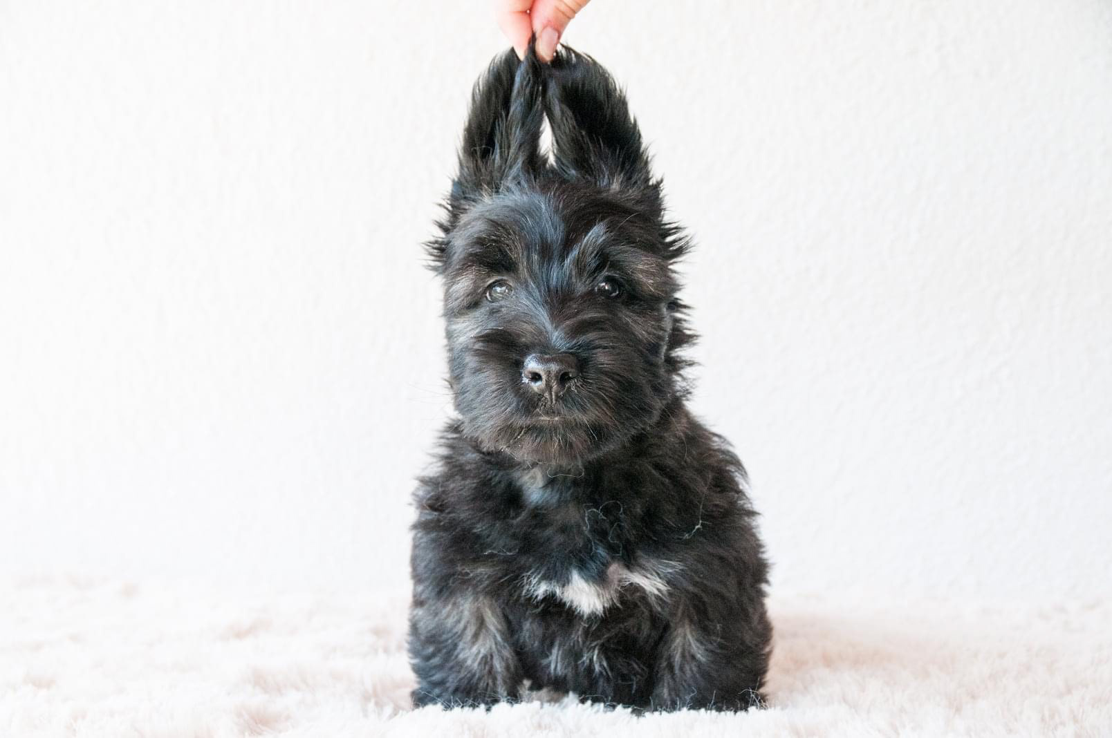 05/2022 - 9 weeks