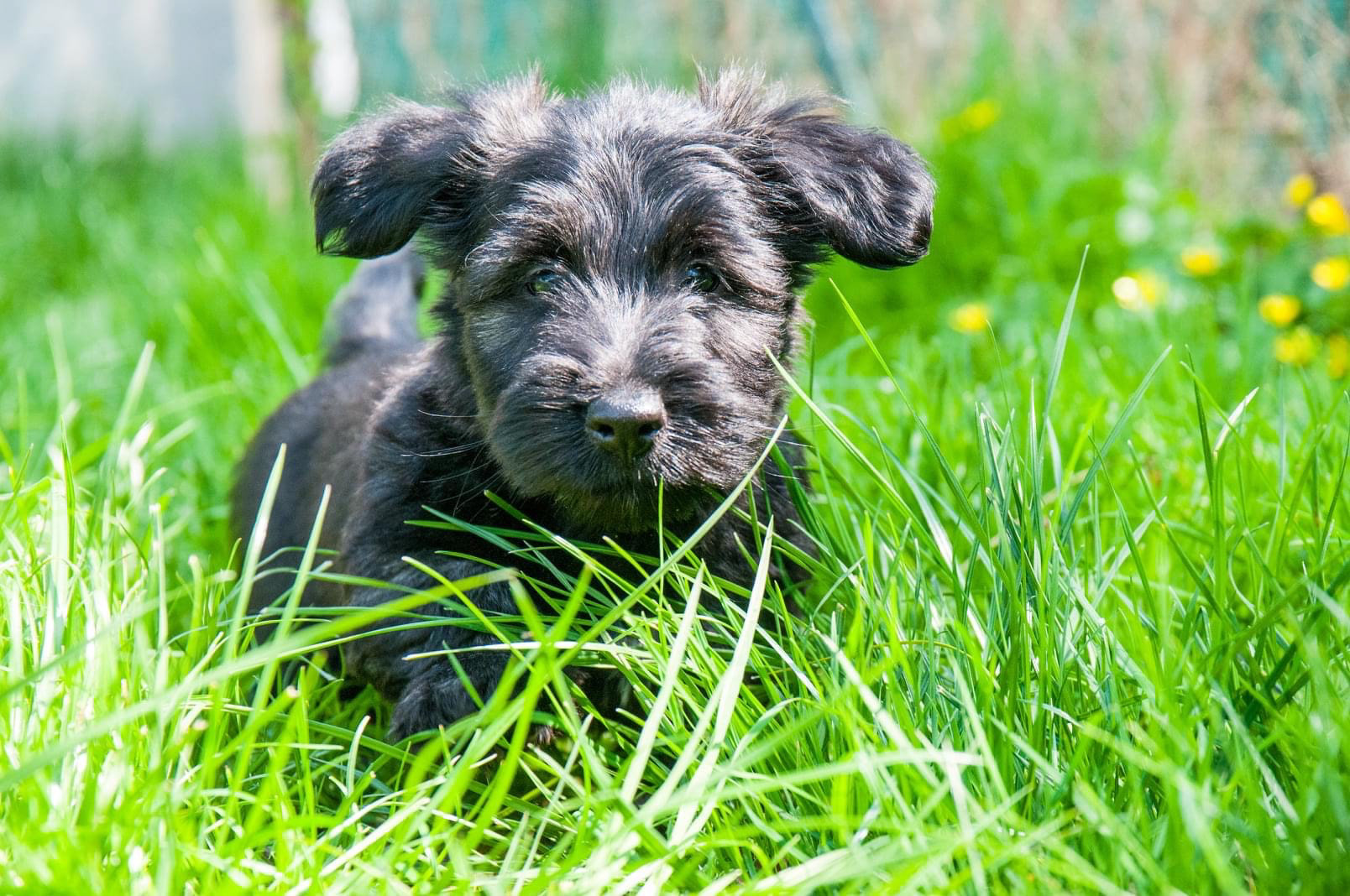 05/2022 - 9 weeks