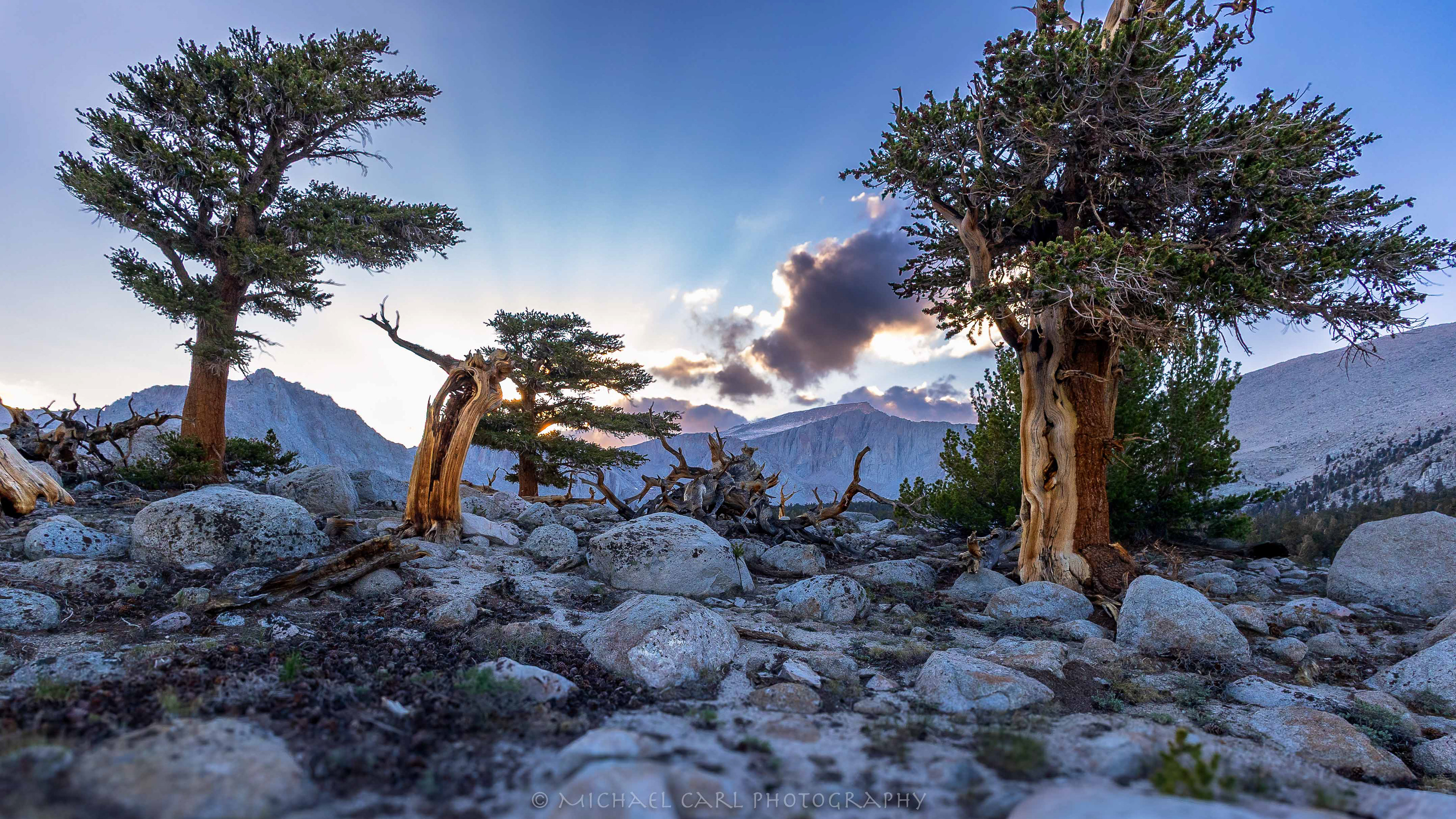 Foxtail pine or Pinus balfouriana photography as sunsets behind the Sierra Nevada Mountains.