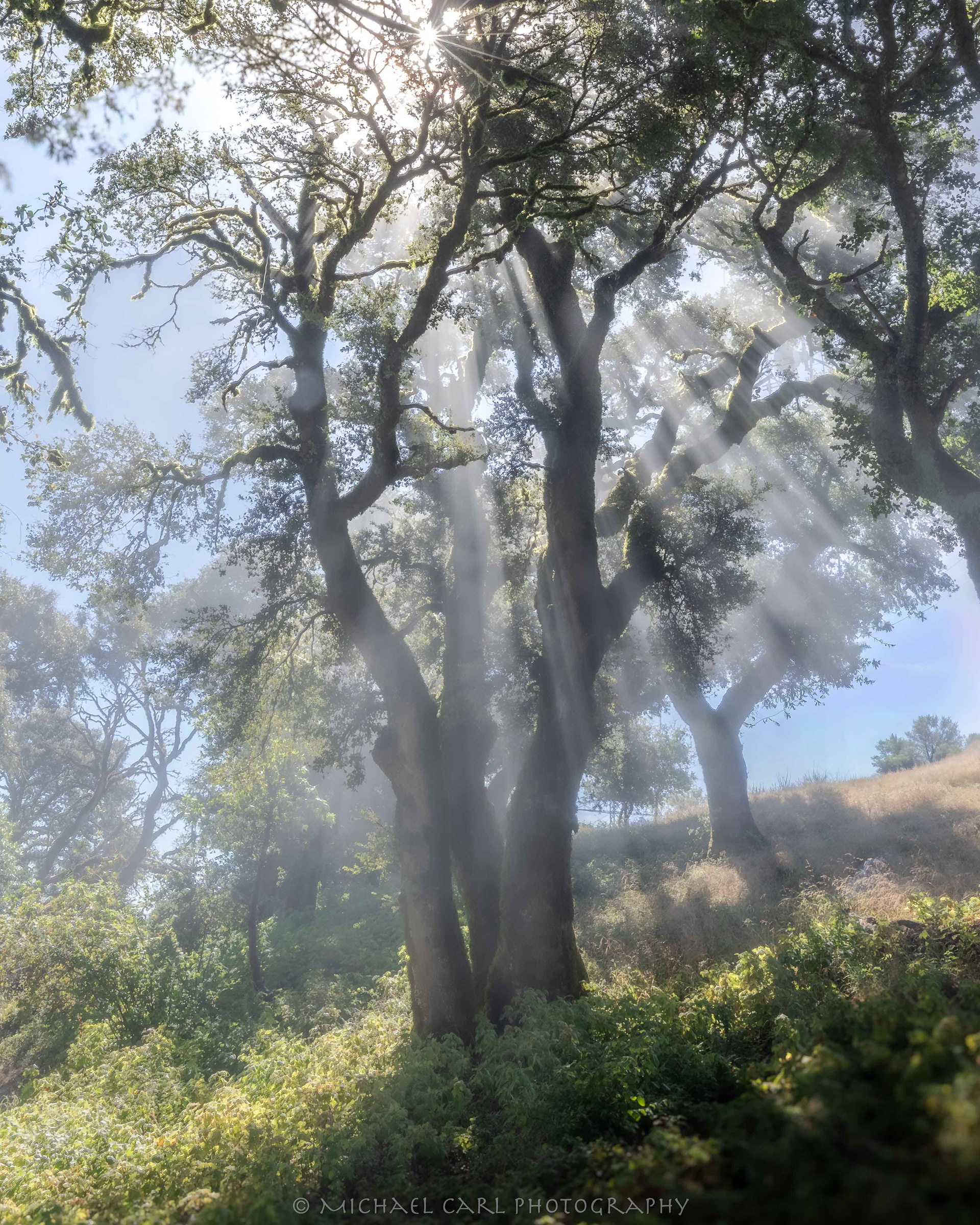 Oak tree photography of sun rays created by fog in forest canopy.