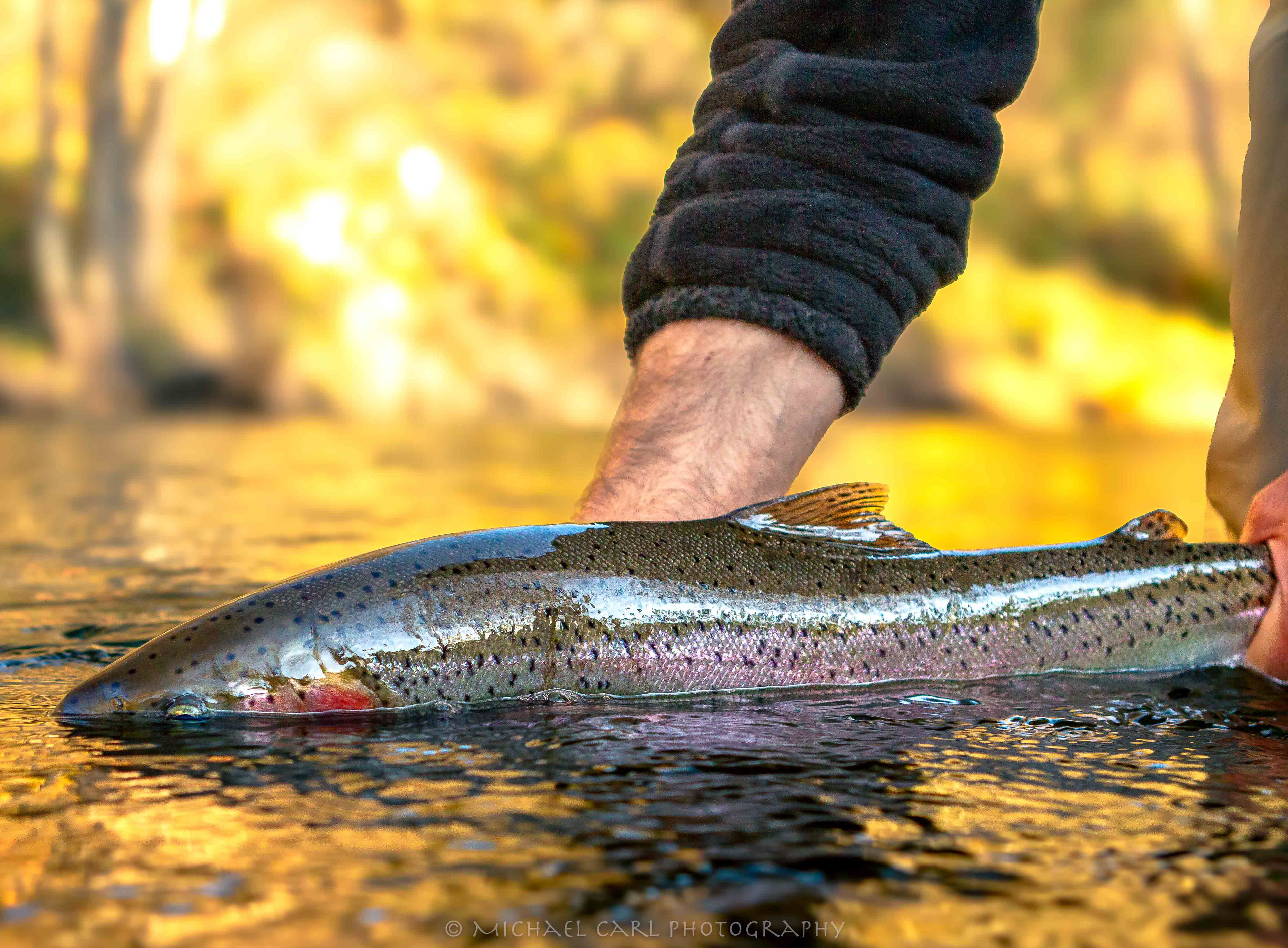 Fly fishing photography takes a good measure of luck and timing.  Catching a wild steelhead with late afternoon sun lighting the fall color of the trees is a perfect example.