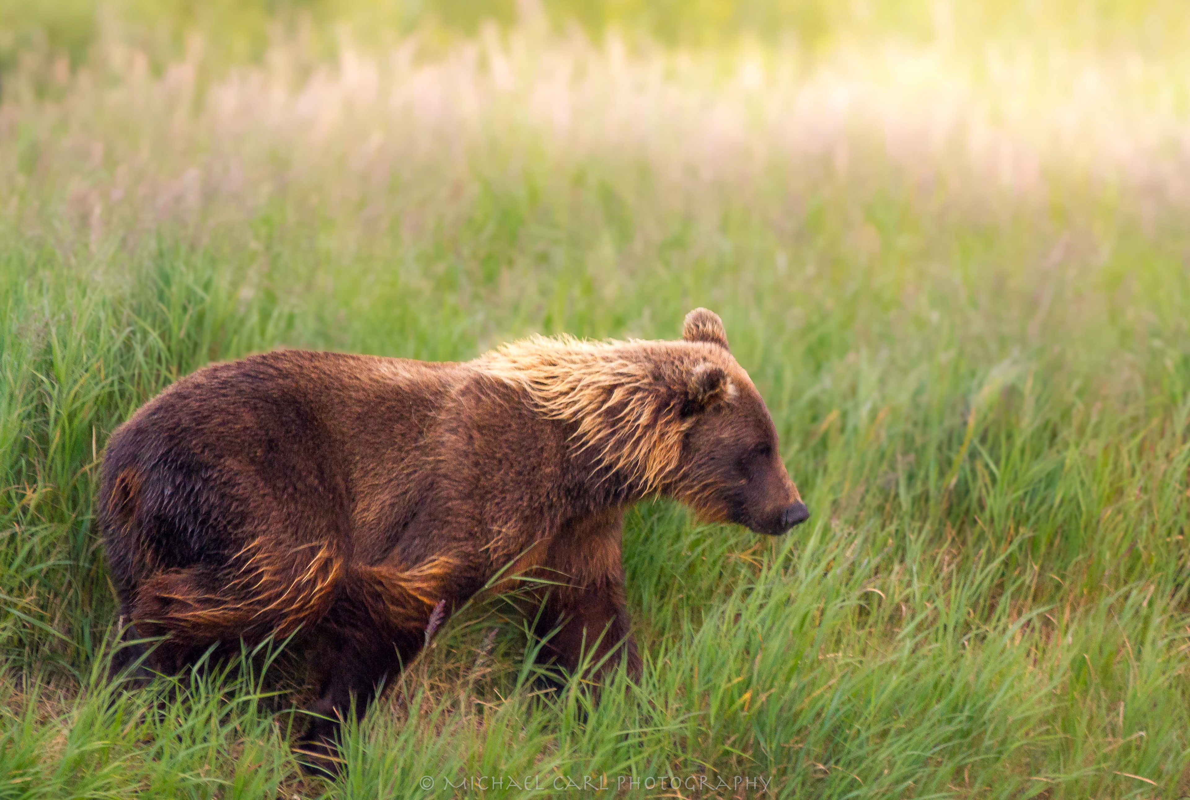 Grizzly bear photographed while rafting the Goodnews River in Alaska's Togiak Wilderness.